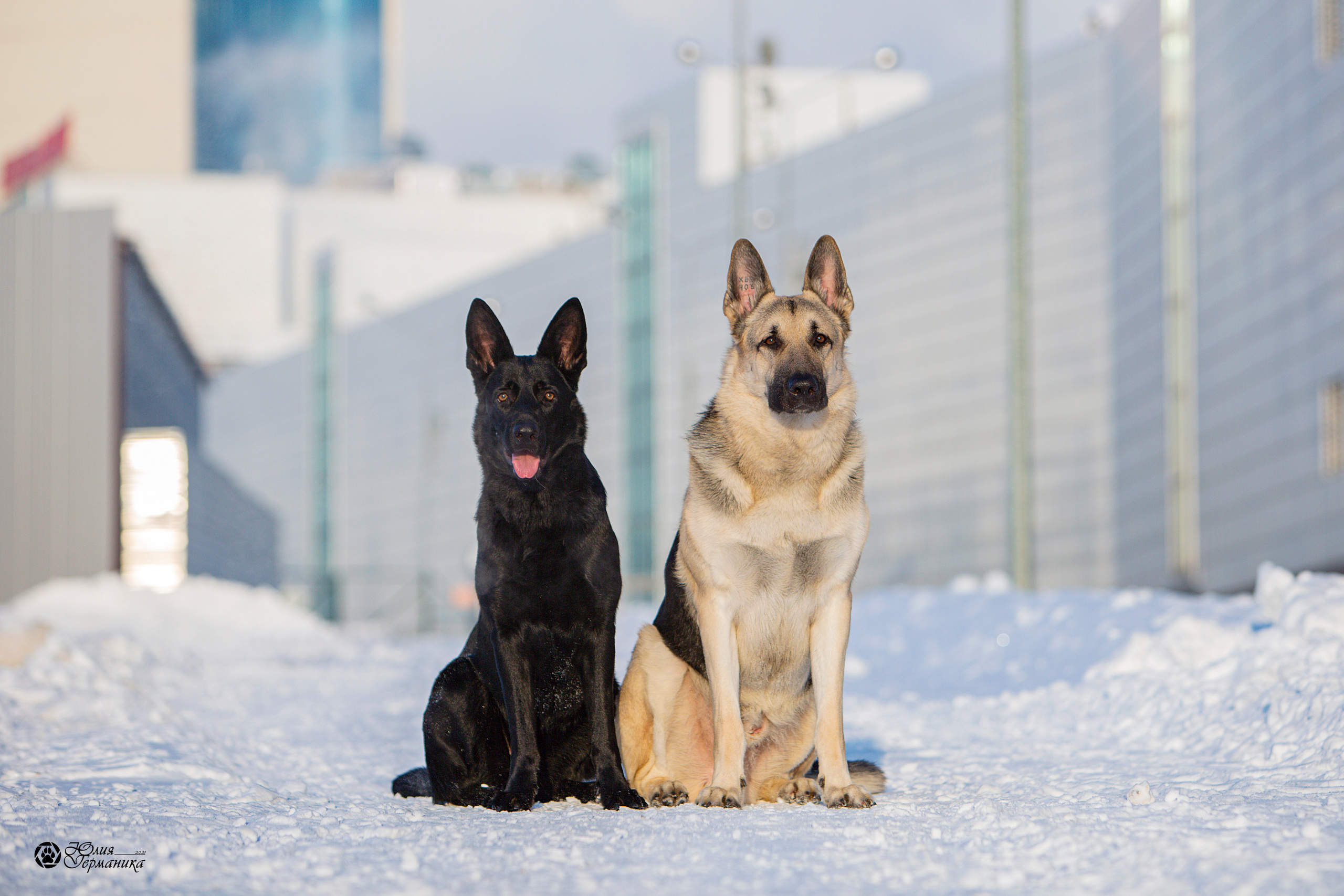 Свободная съемка. Фотограф-анималист Юлия Германика