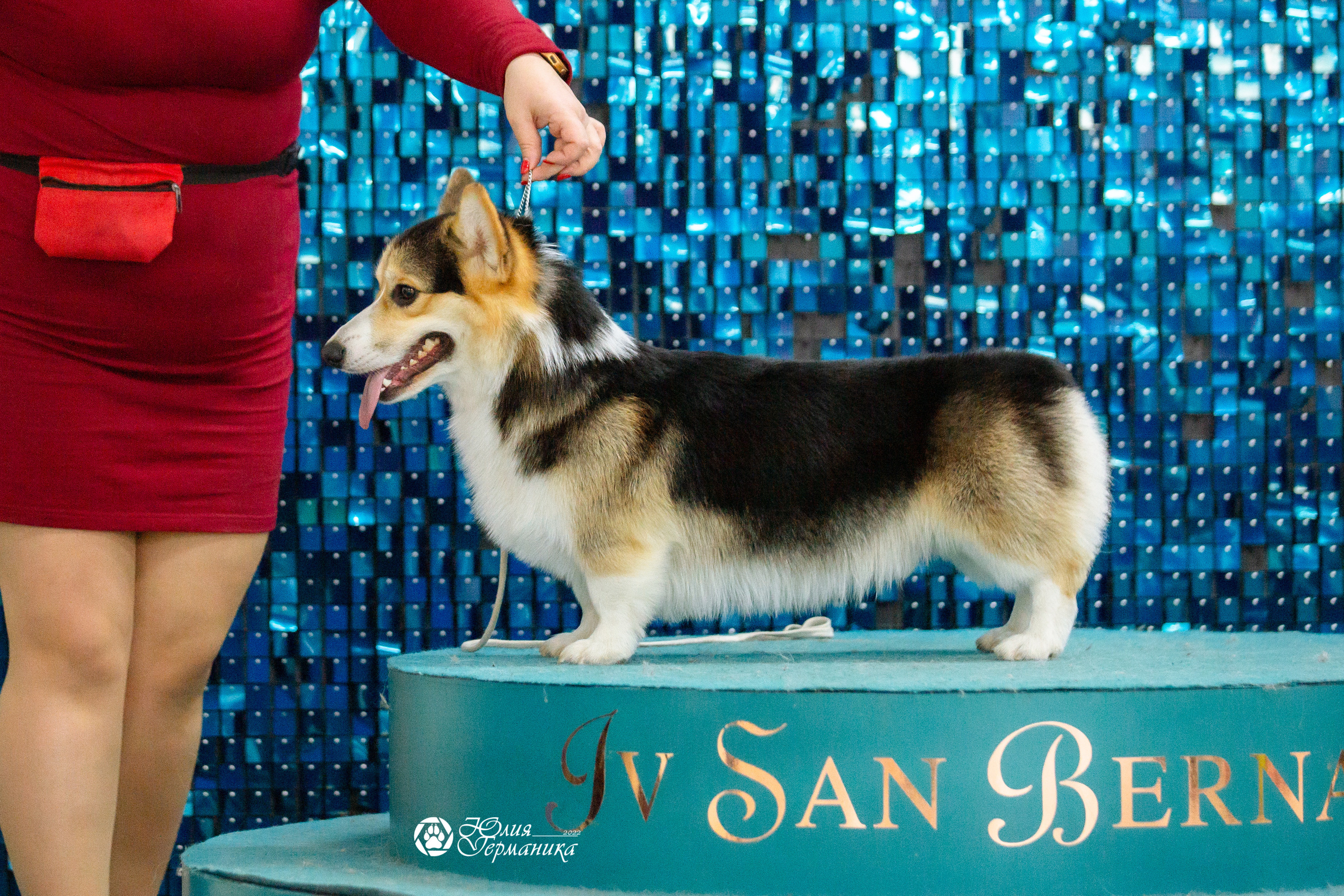 Чайна-Таун 27 февраля 2022. Фотограф-анималист Юлия Германика