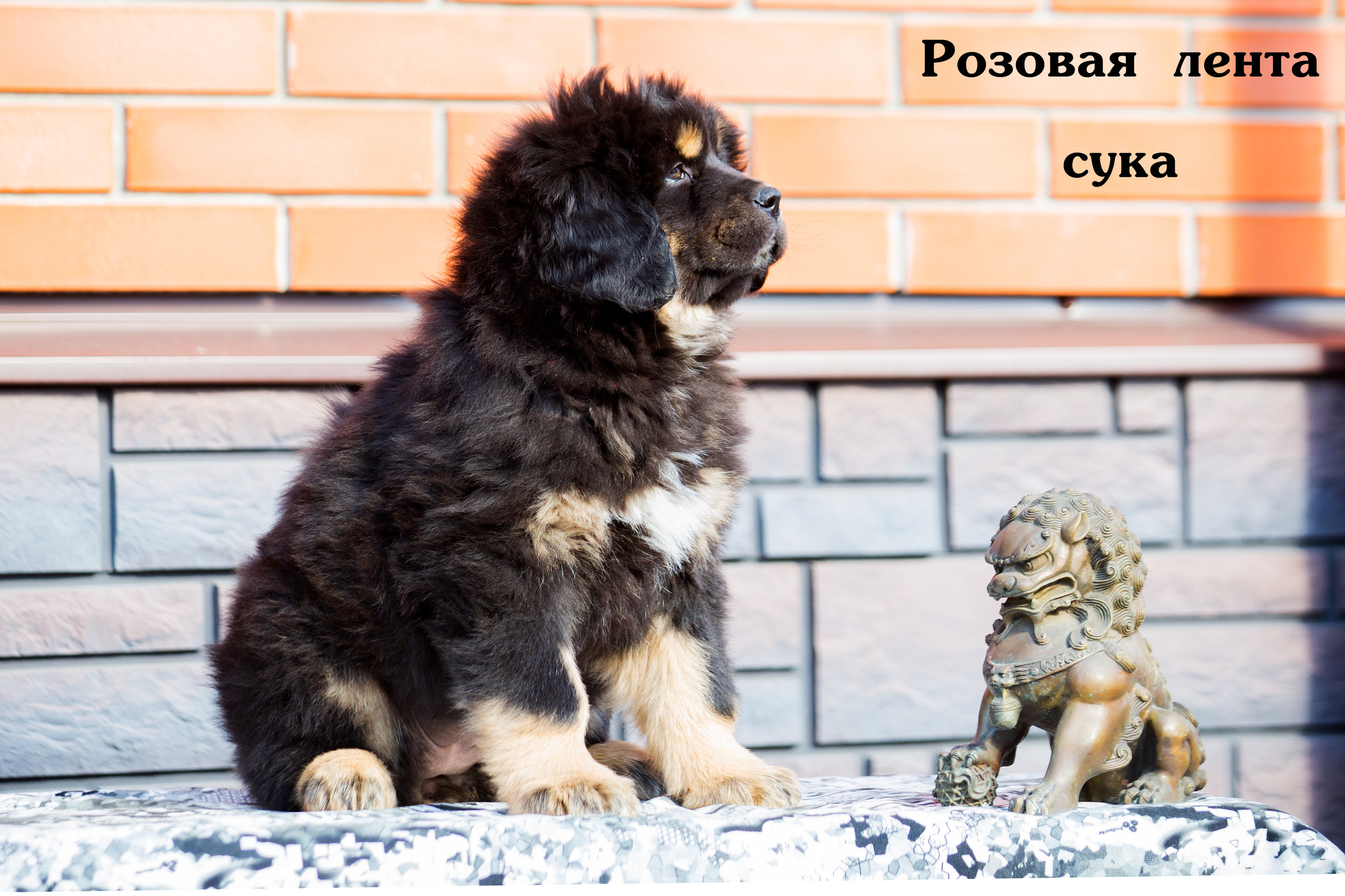 Съёмки щенков и котят. Фотограф-анималист Юлия Германика