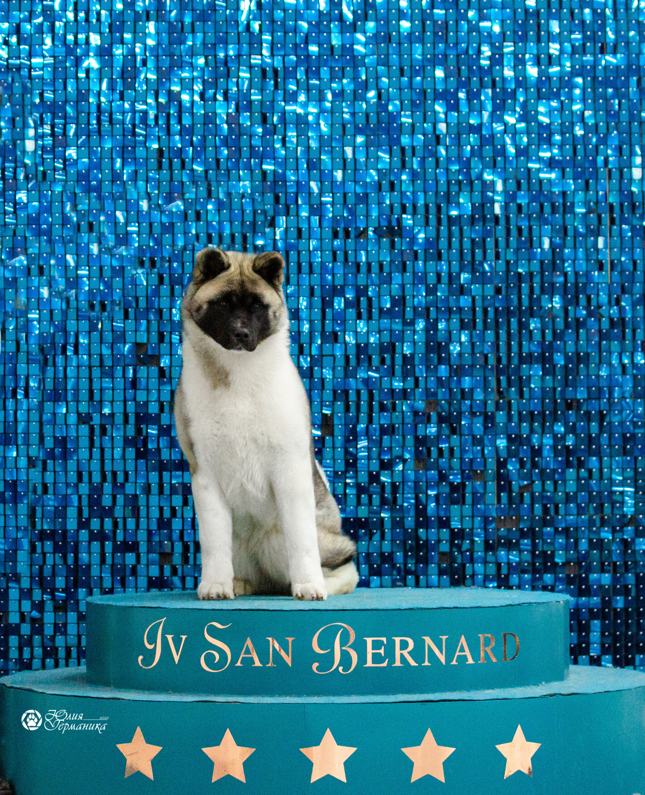 Чайна-Таун 29-30 января 2022. Фотограф-анималист Юлия Германика