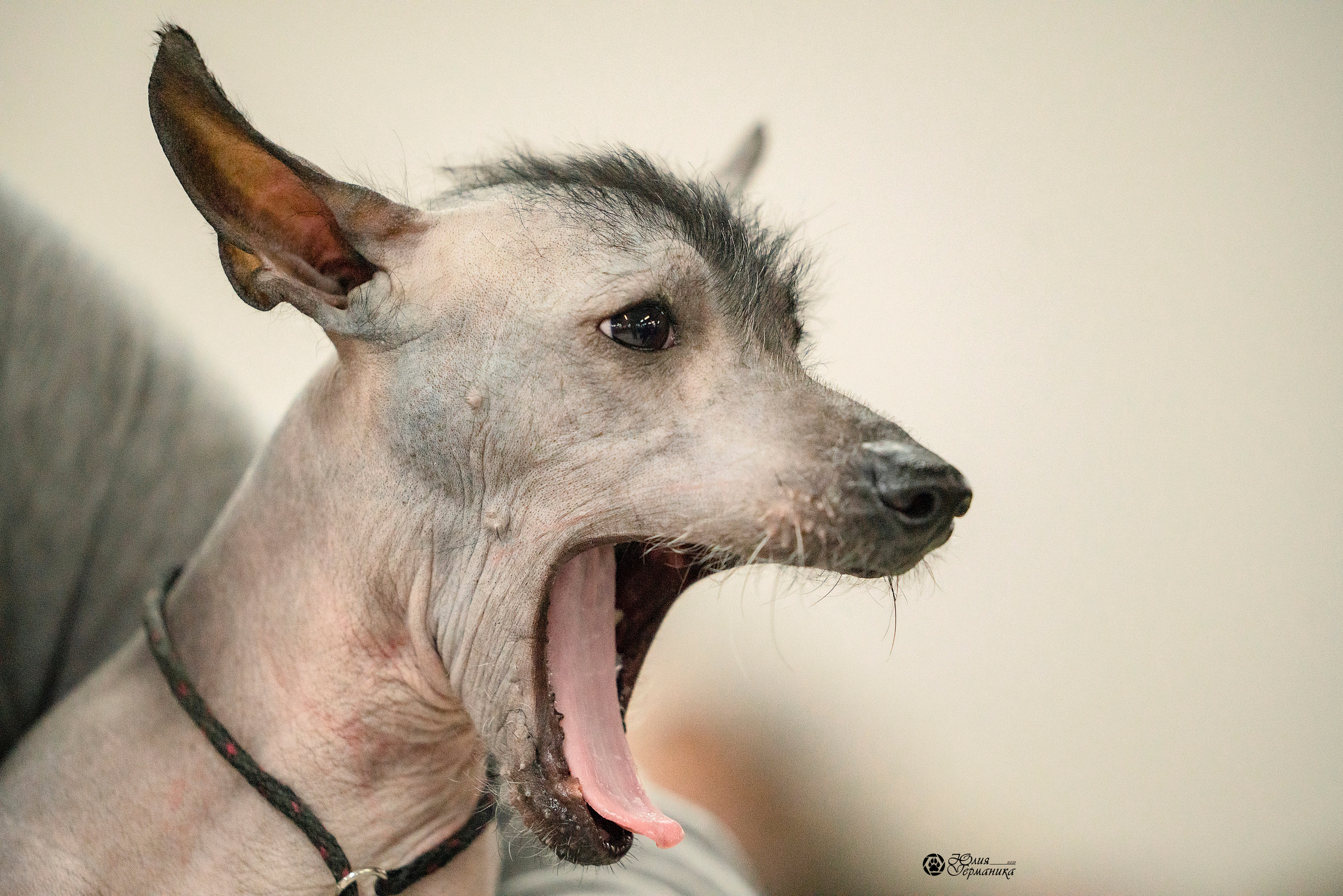 Чайна-Таун 18,26 и 29 декабря 2021. Фотограф-анималист Юлия Германика