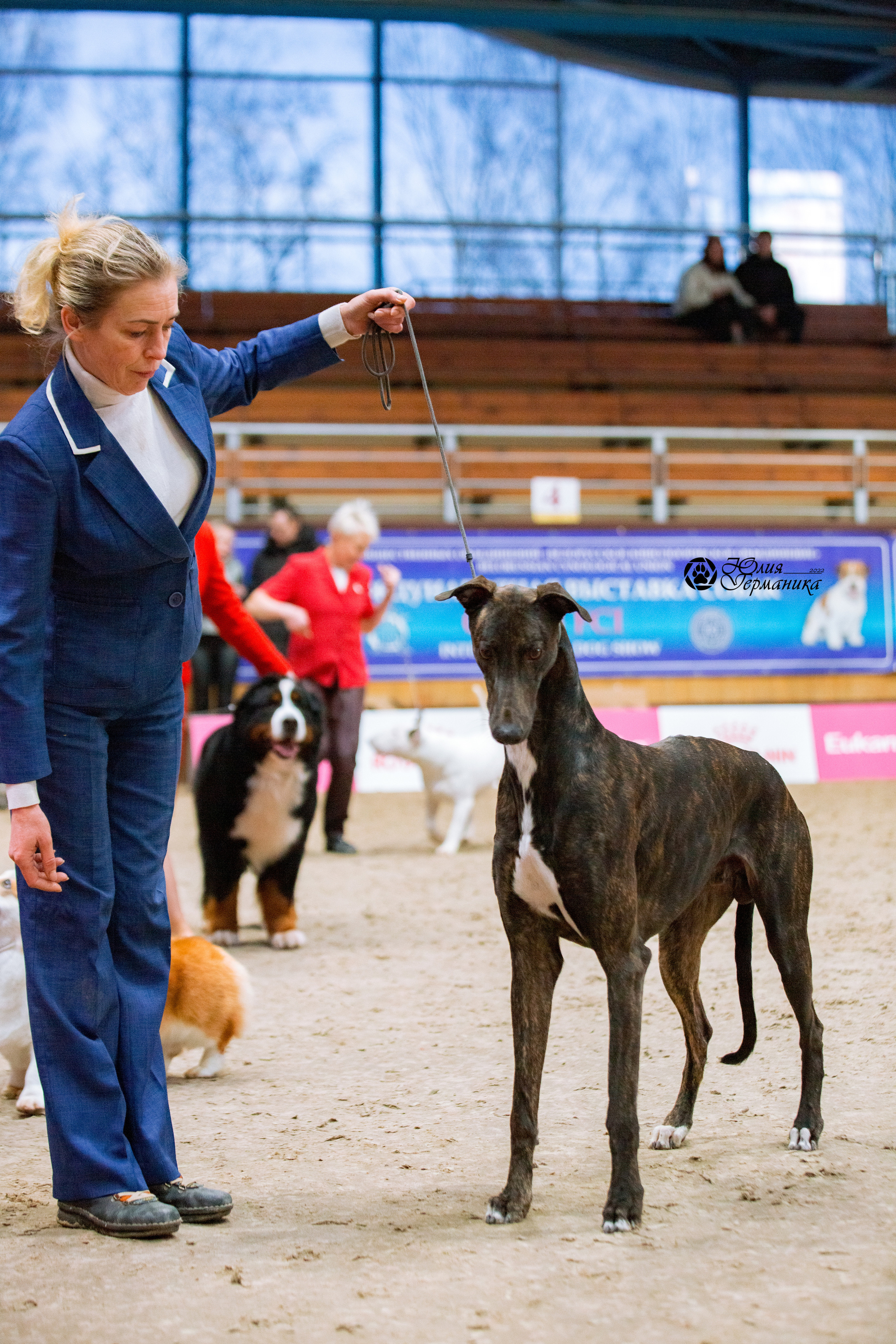 Минск 2хCACIB 5-6 марта 2022. Фотограф-анималист Юлия Германика