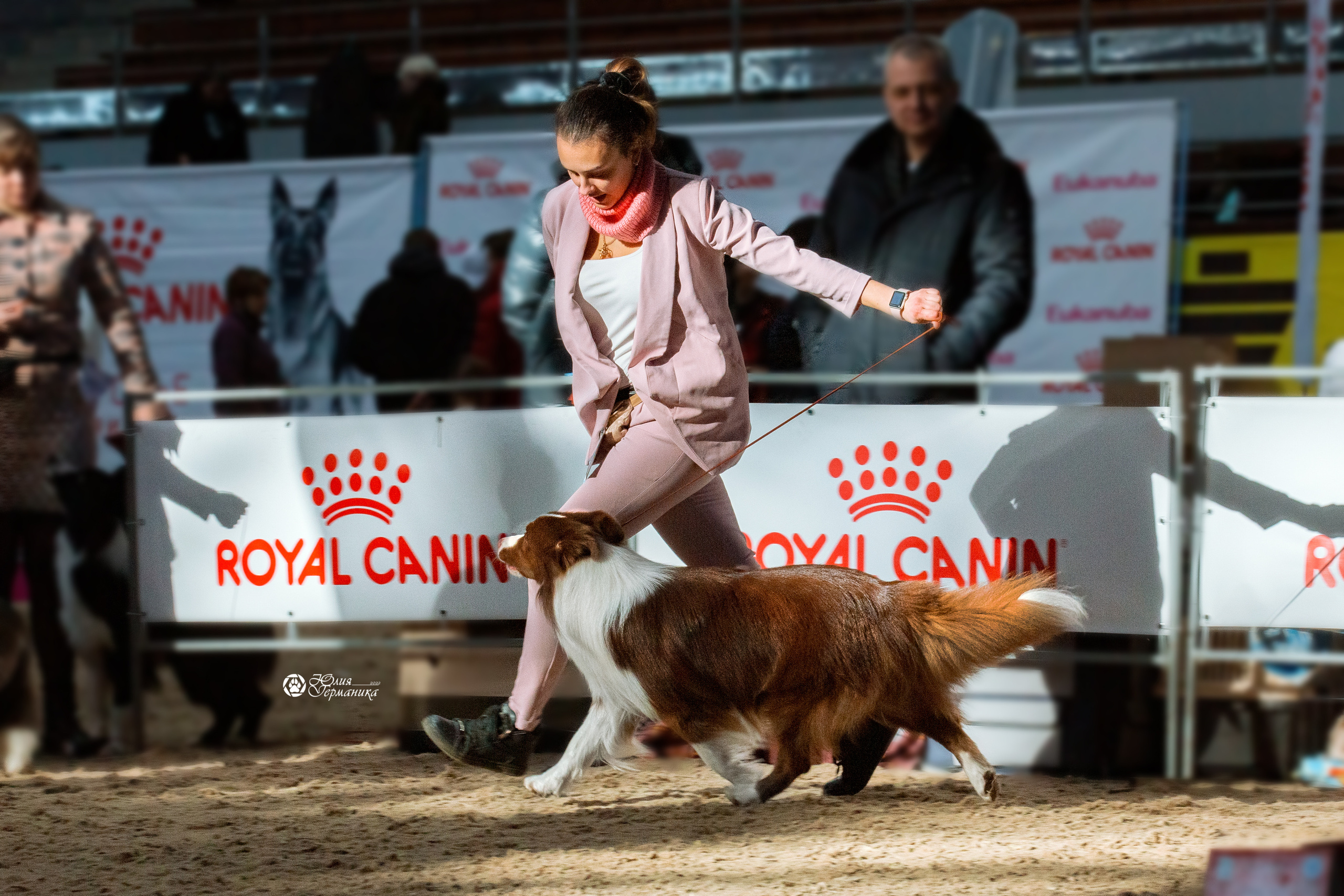 Минск 2хCACIB 5-6 марта 2022. Фотограф-анималист Юлия Германика