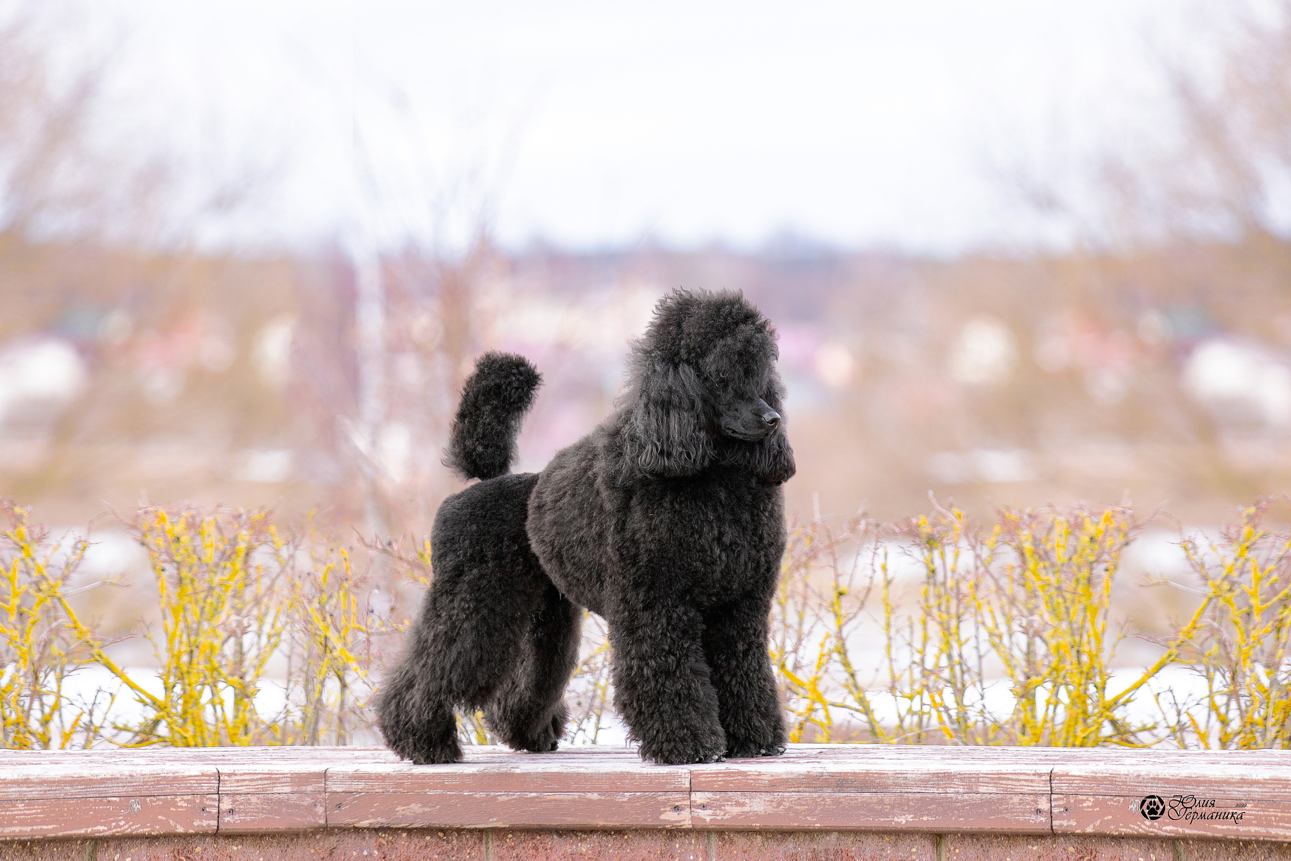 Минск 2хCACIB 5-6 марта 2022. Фотограф-анималист Юлия Германика