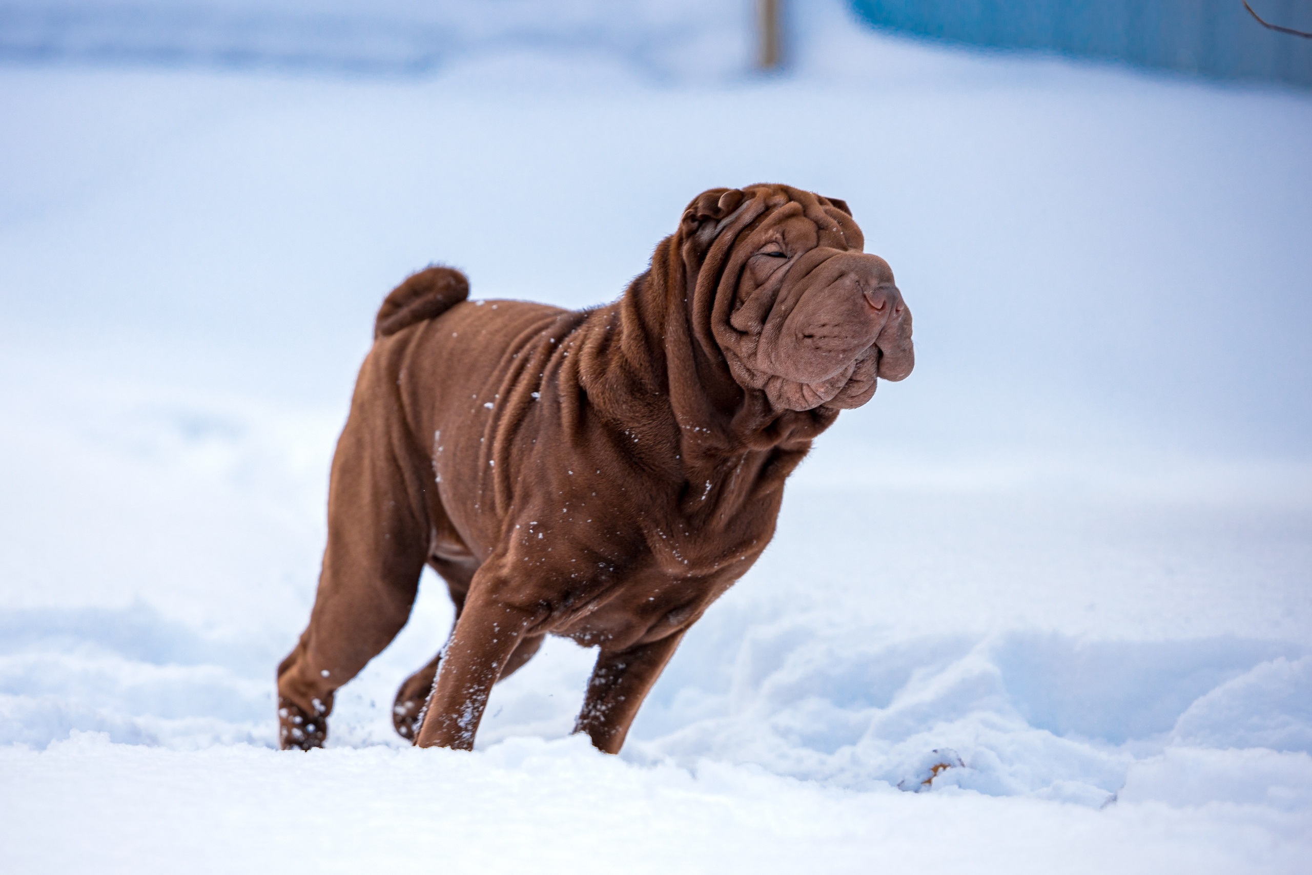 В гостях у шарпеев 16.01.2024. Фотограф-анималист Юлия Германика