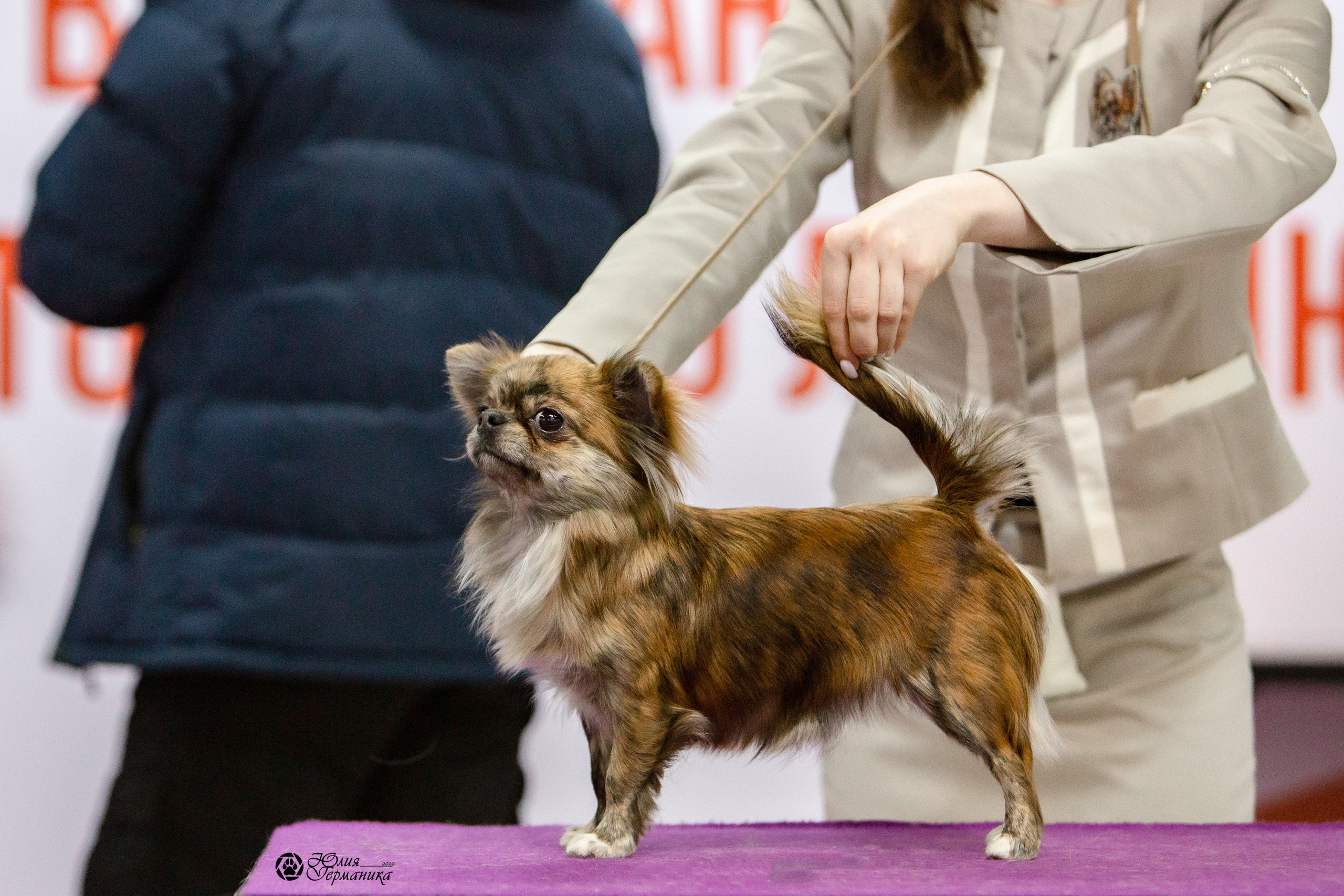 Чайна-Таун 8 января 2022. Фотограф-анималист Юлия Германика