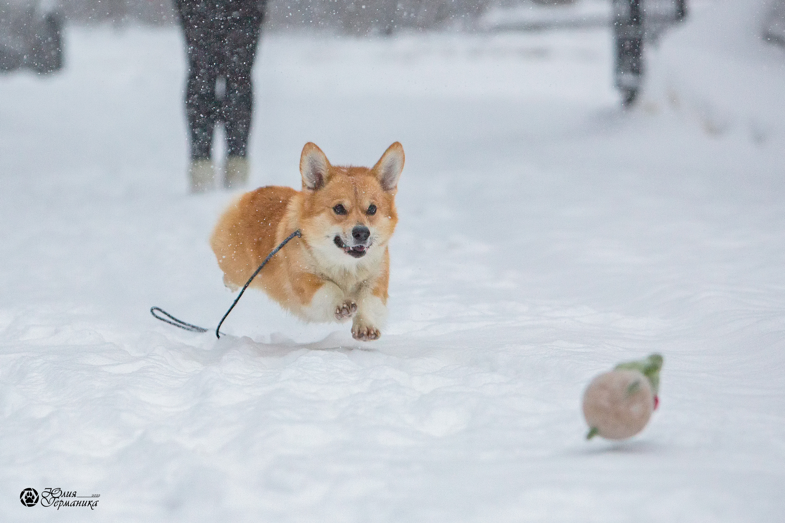 Свободная съемка. Фотограф-анималист Юлия Германика