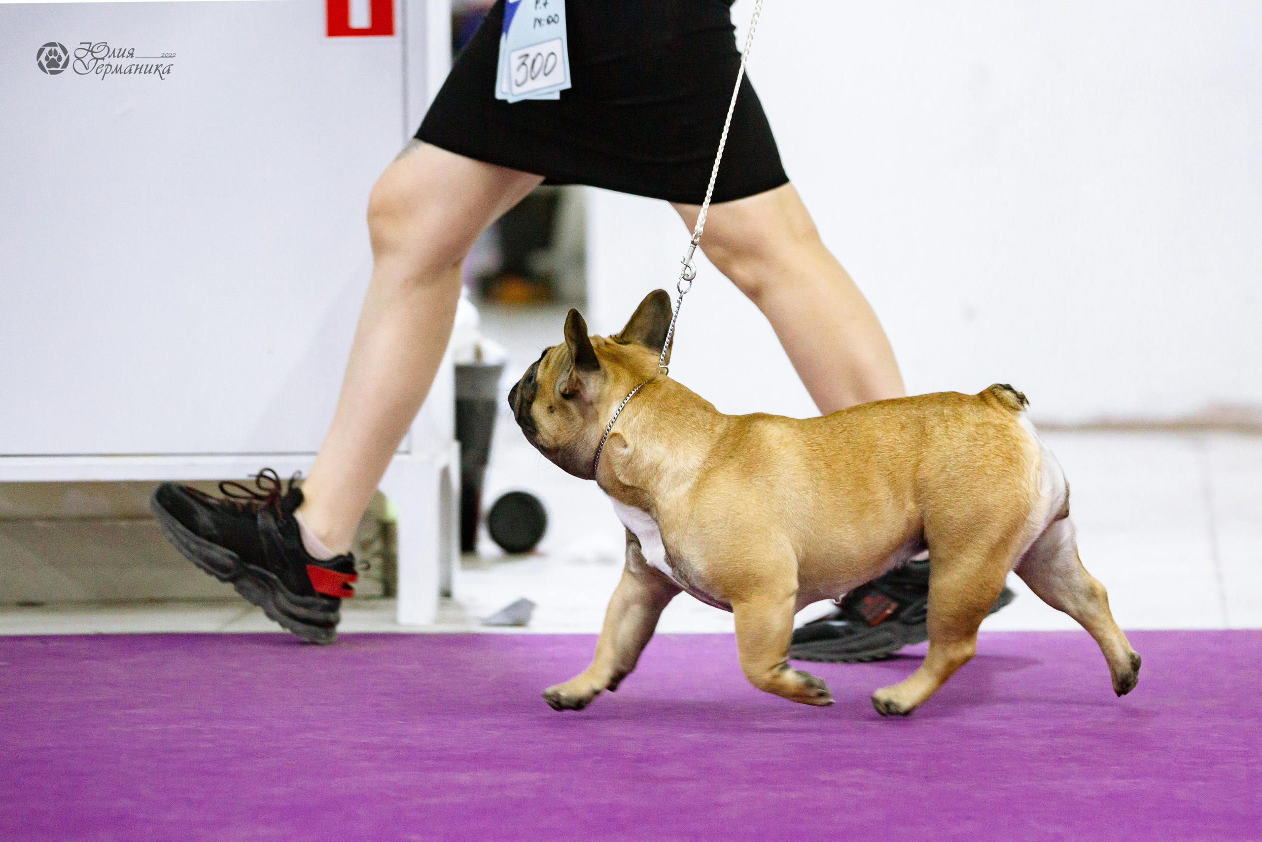 Чайна-Таун 24 и 27 марта 2022. Фотограф-анималист Юлия Германика