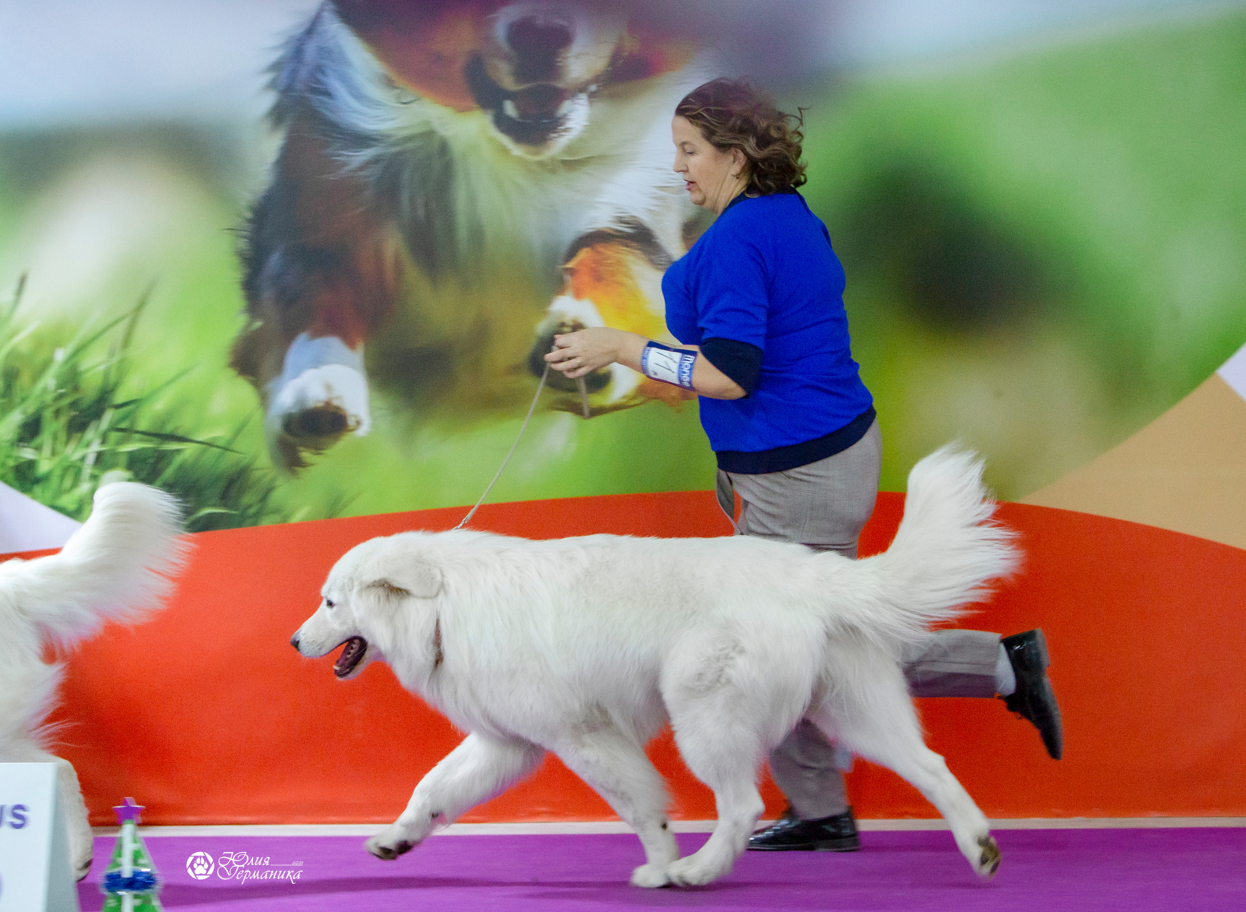 Чайна-Таун 18,26 и 29 декабря 2021. Фотограф-анималист Юлия Германика