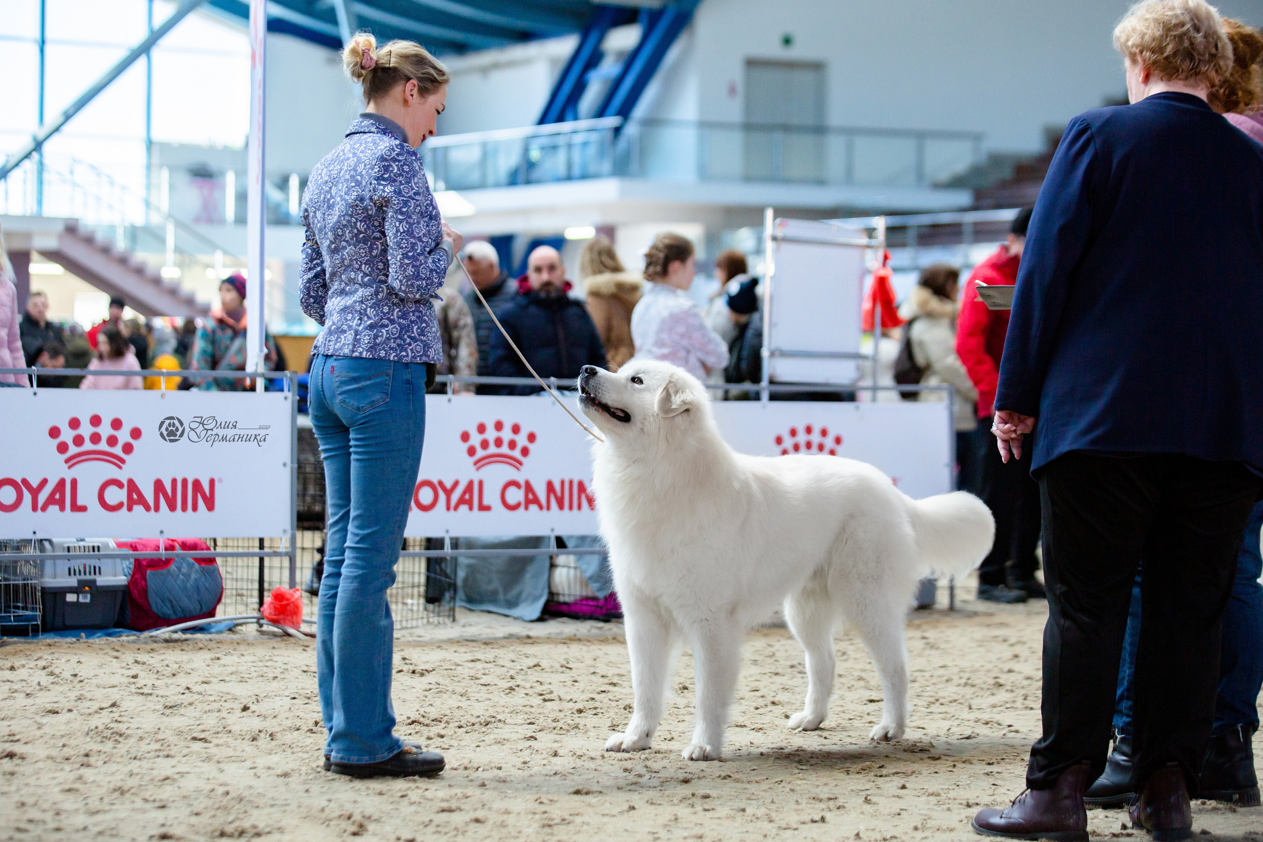 Минск 2хCACIB 5-6 марта 2022. Фотограф-анималист Юлия Германика