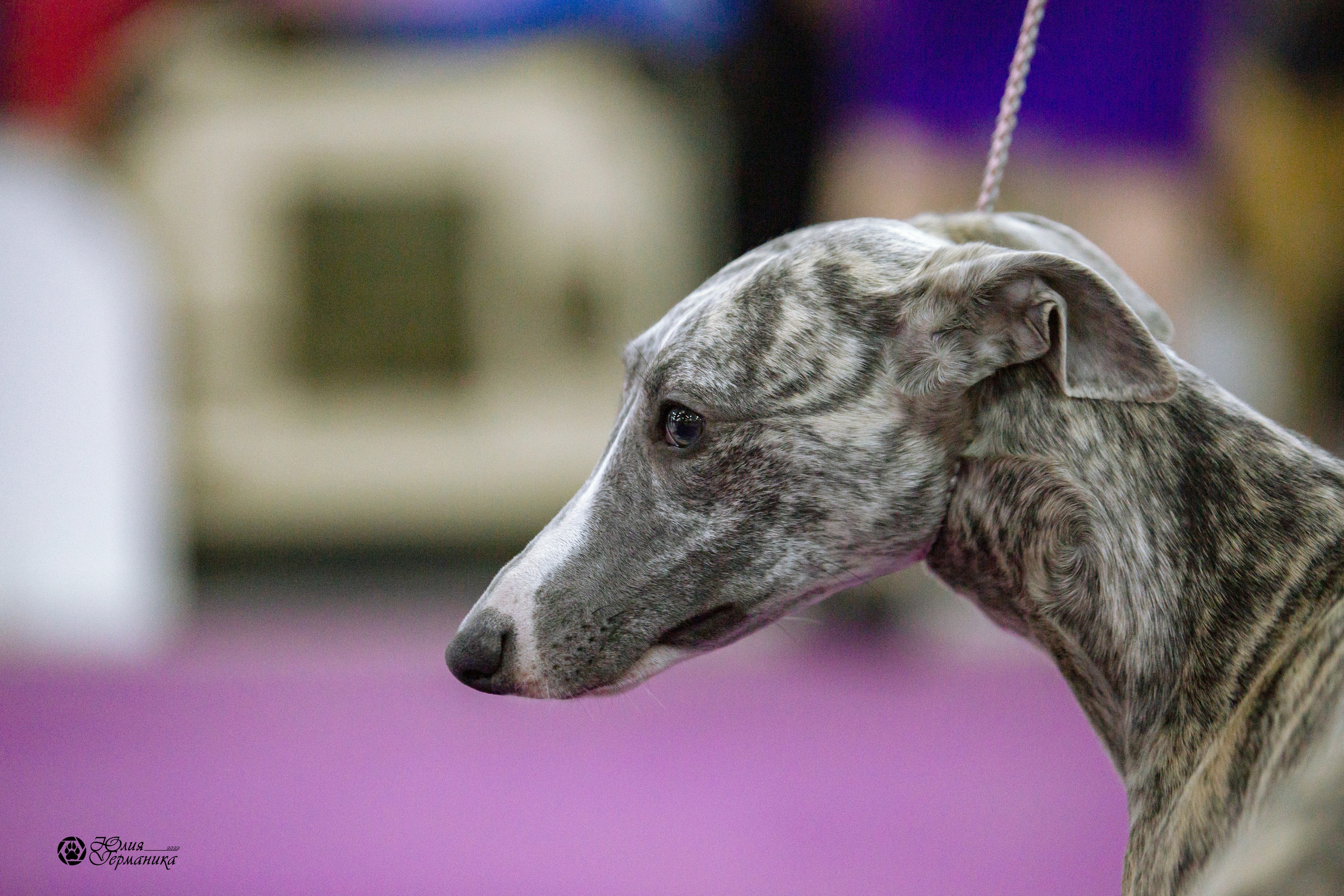 Чайна-Таун 13 и 20 марта 2022. Фотограф-анималист Юлия Германика