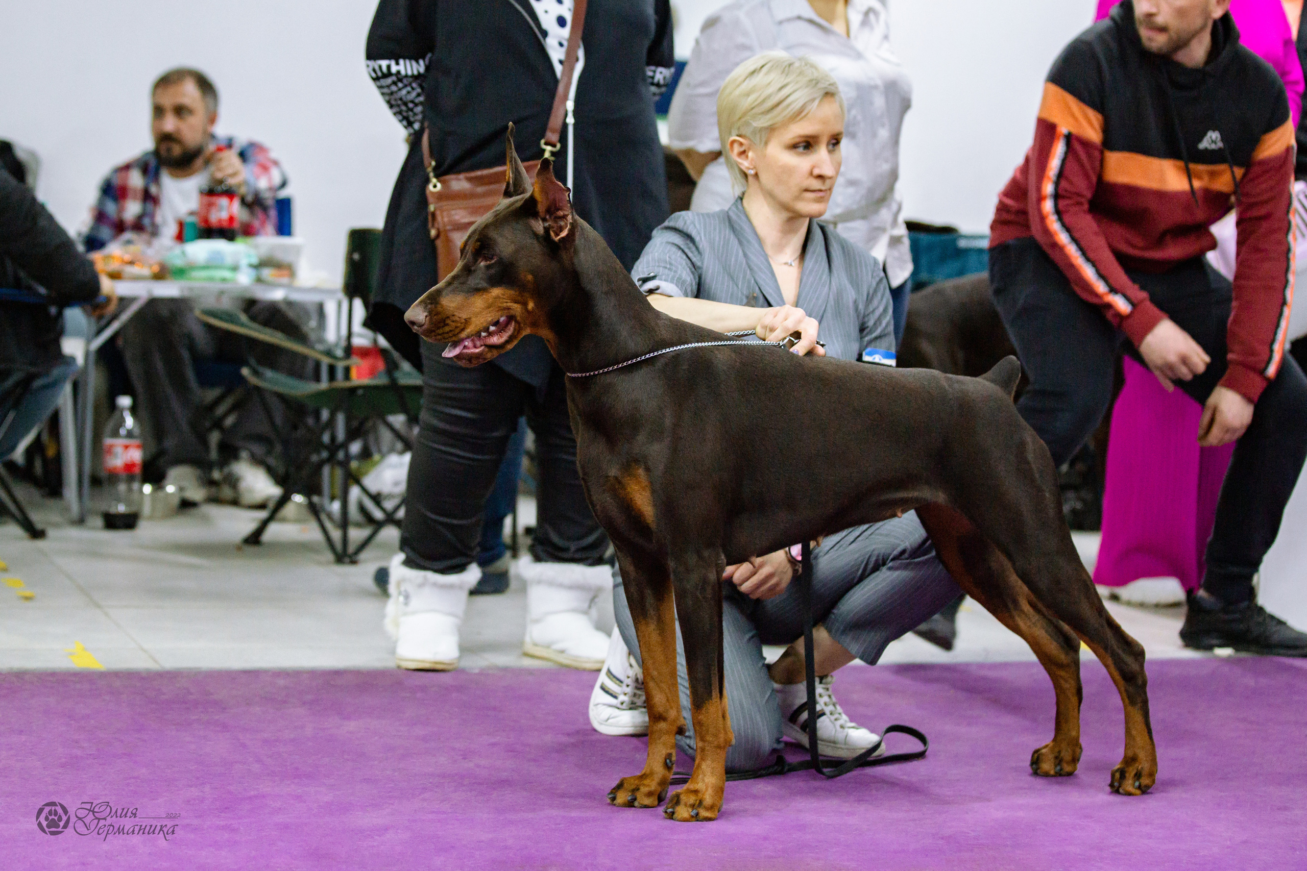Чайна-Таун ПК Доберманов  3 апреля 2022. Фотограф-анималист Юлия Германика