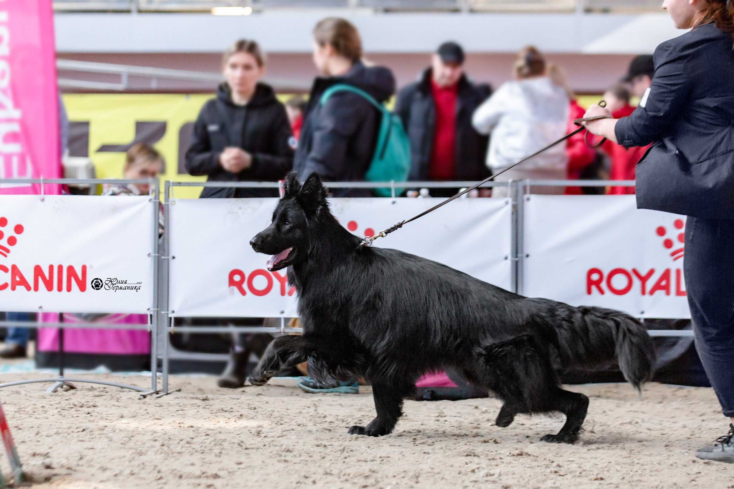 Минск 2хCACIB 5-6 марта 2022. Фотограф-анималист Юлия Германика
