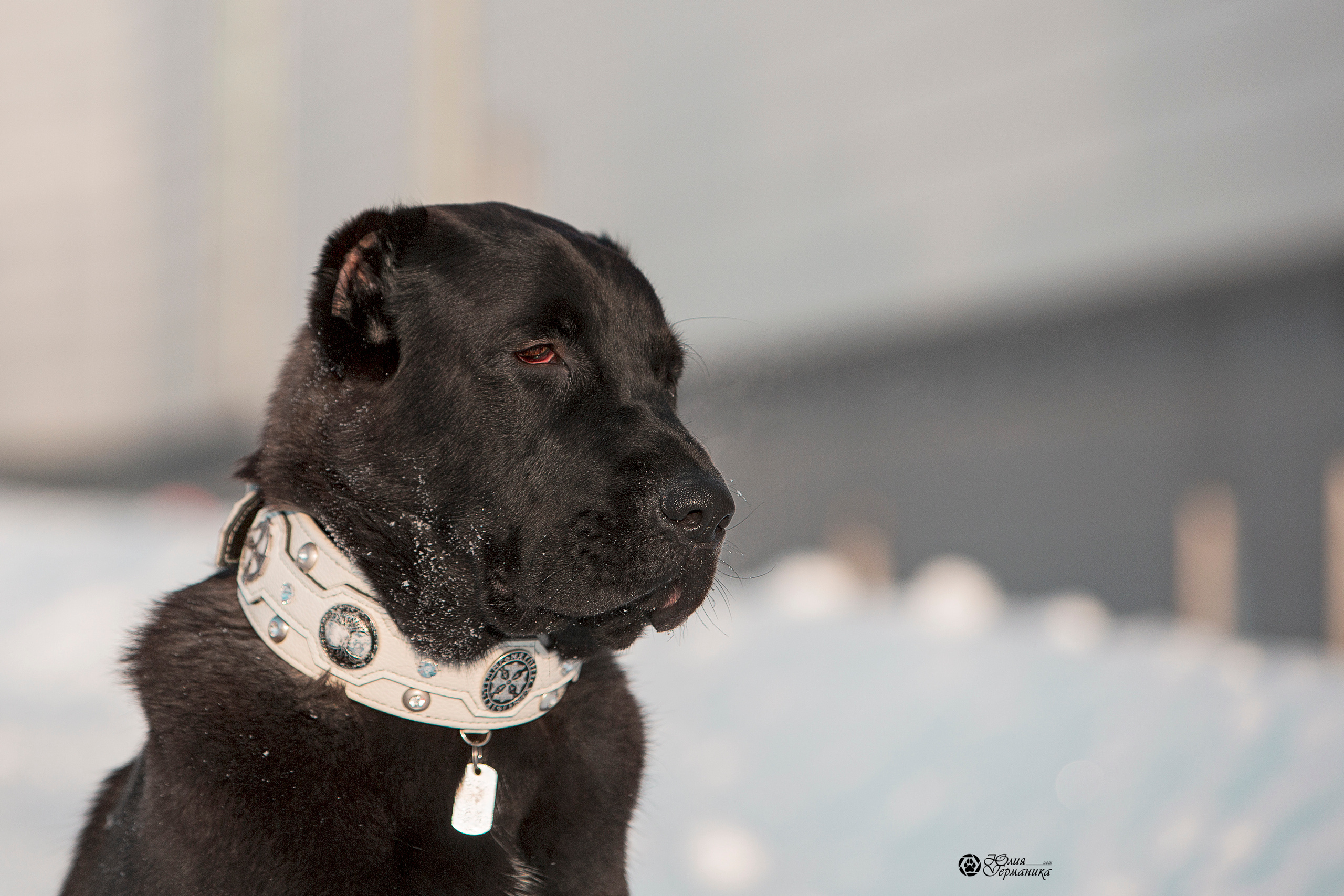 Свободная съемка. Фотограф-анималист Юлия Германика