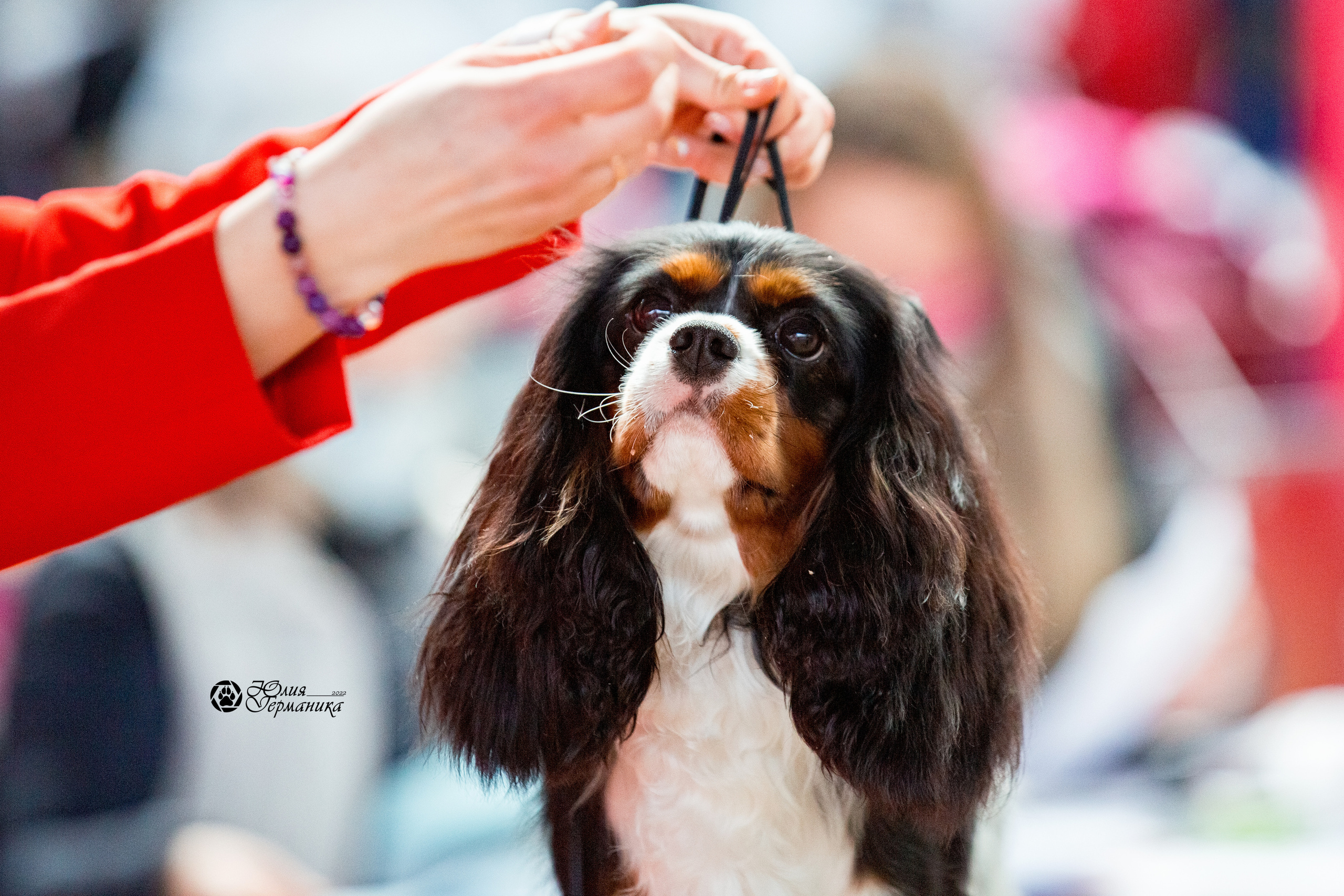 Минск 2хCACIB 5-6 марта 2022. Фотограф-анималист Юлия Германика