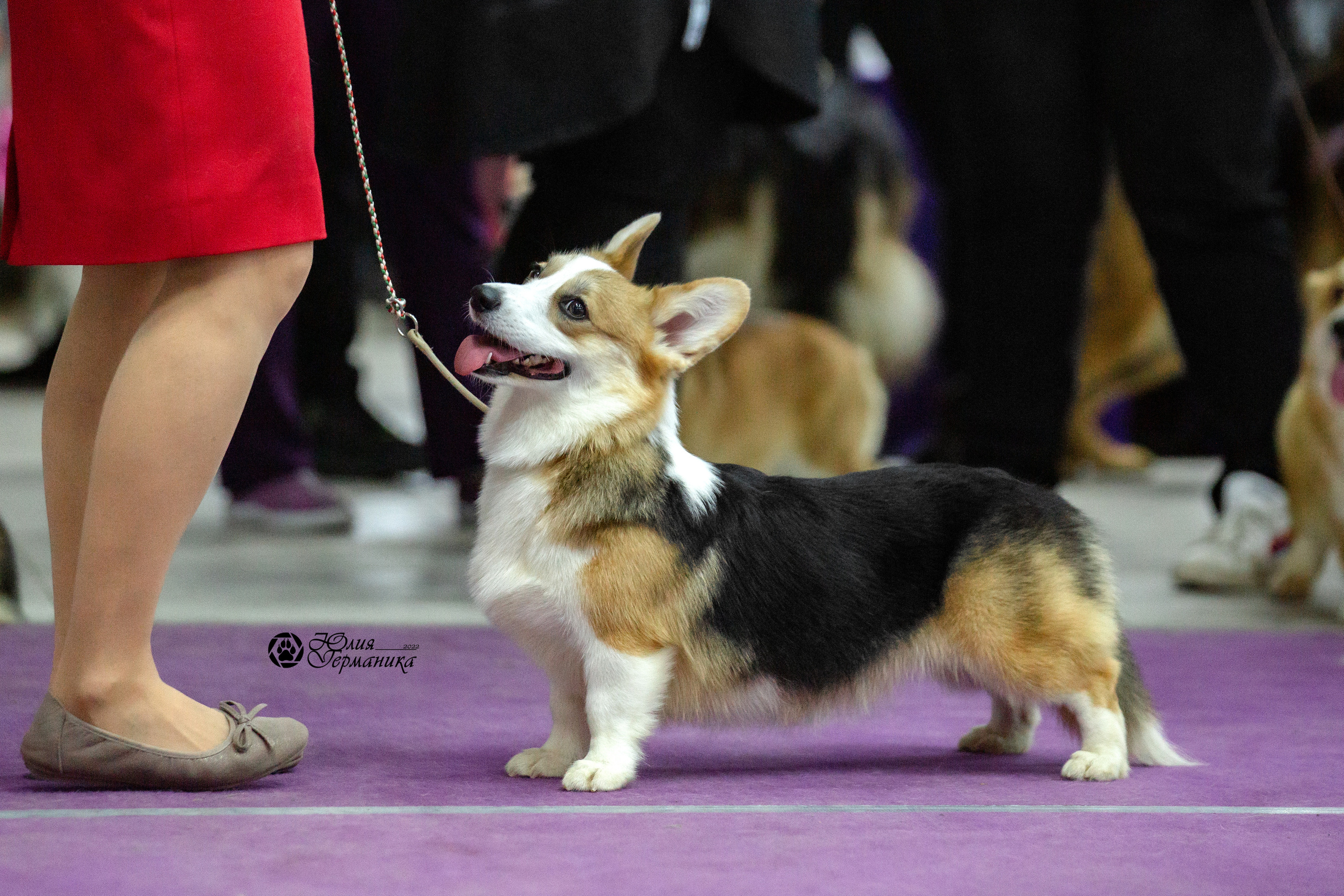 Чайна-Таун 12-13 февраля 2022. Фотограф-анималист Юлия Германика