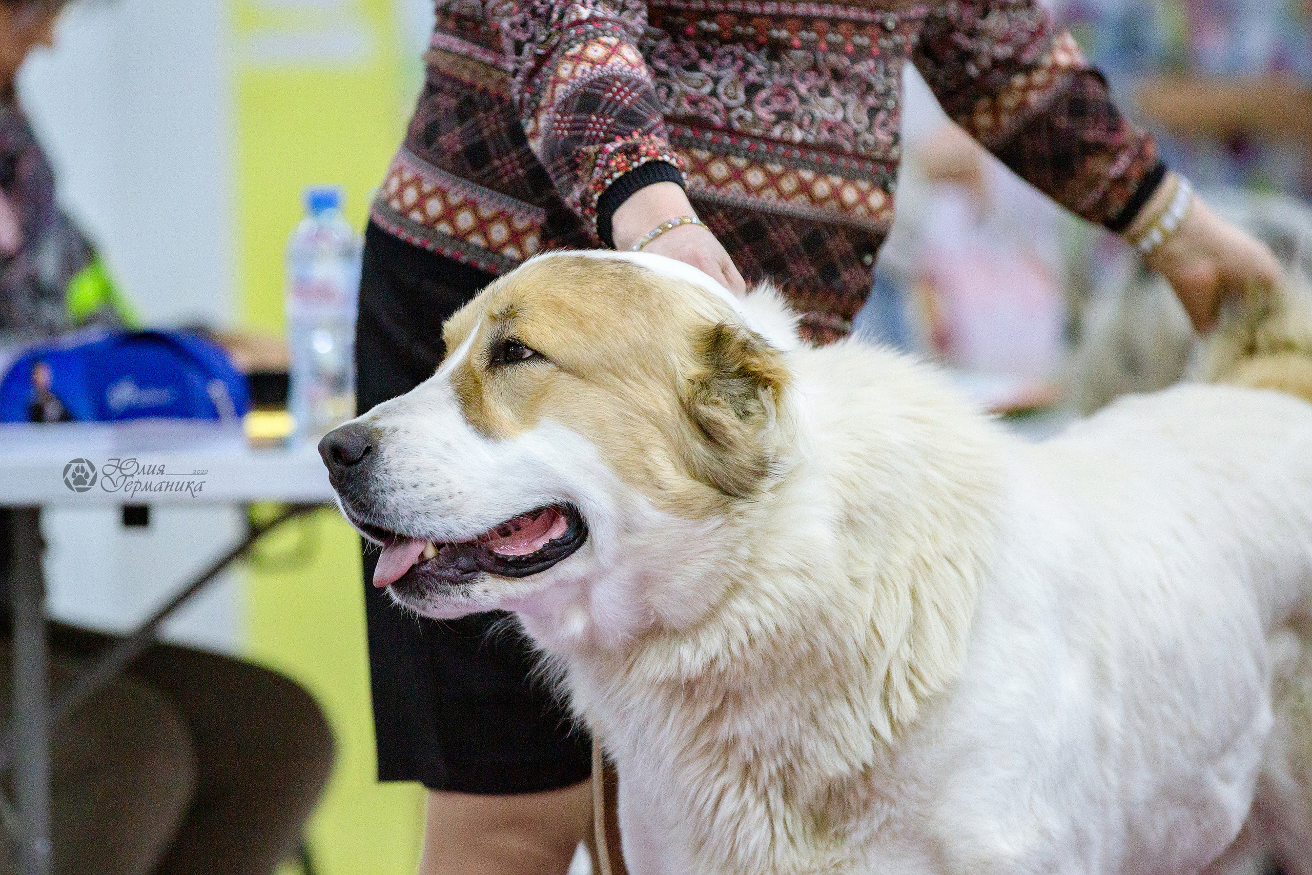 Чайна-Таун 24 и 27 марта 2022. Фотограф-анималист Юлия Германика