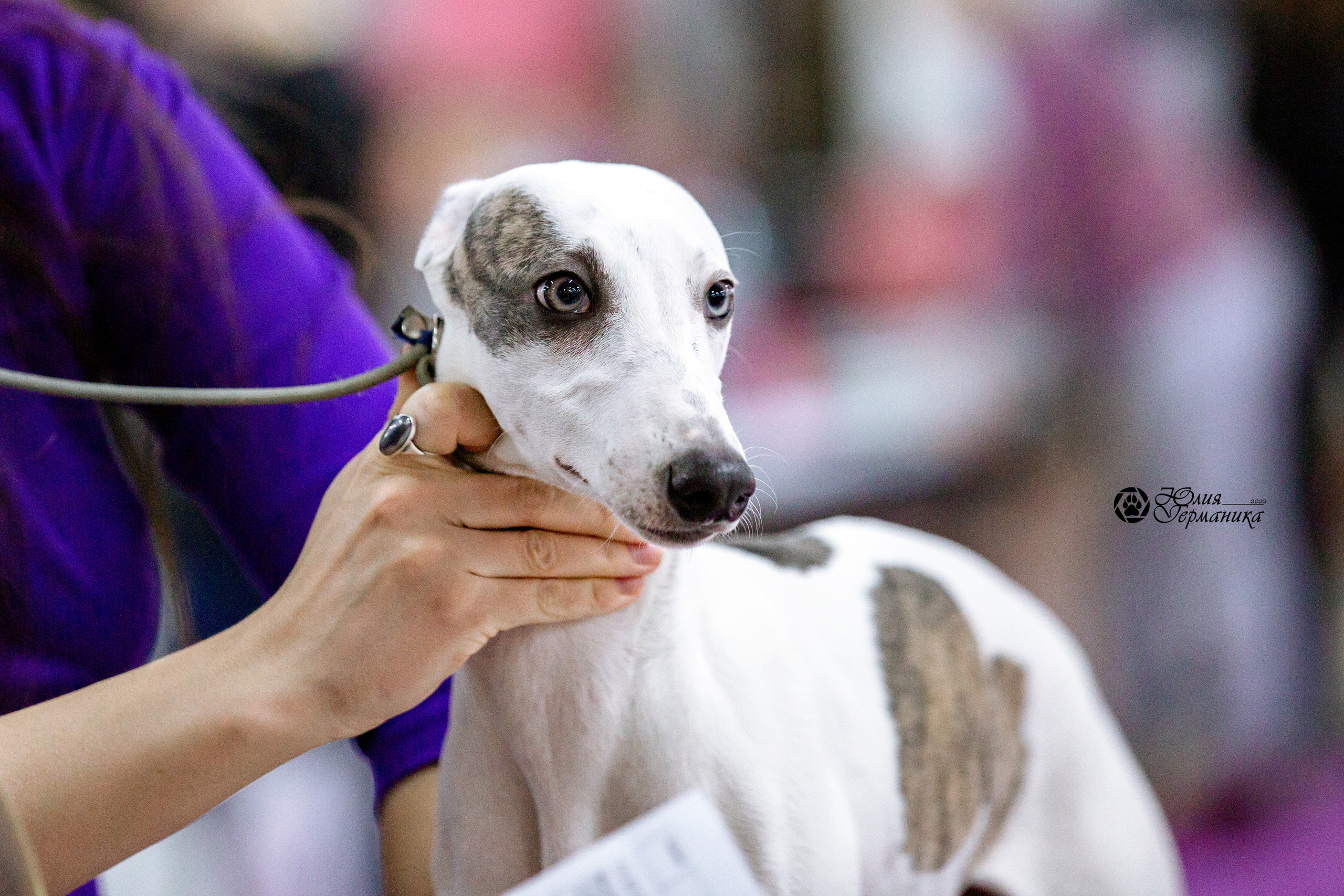 Чайна-Таун 13 и 20 марта 2022. Фотограф-анималист Юлия Германика