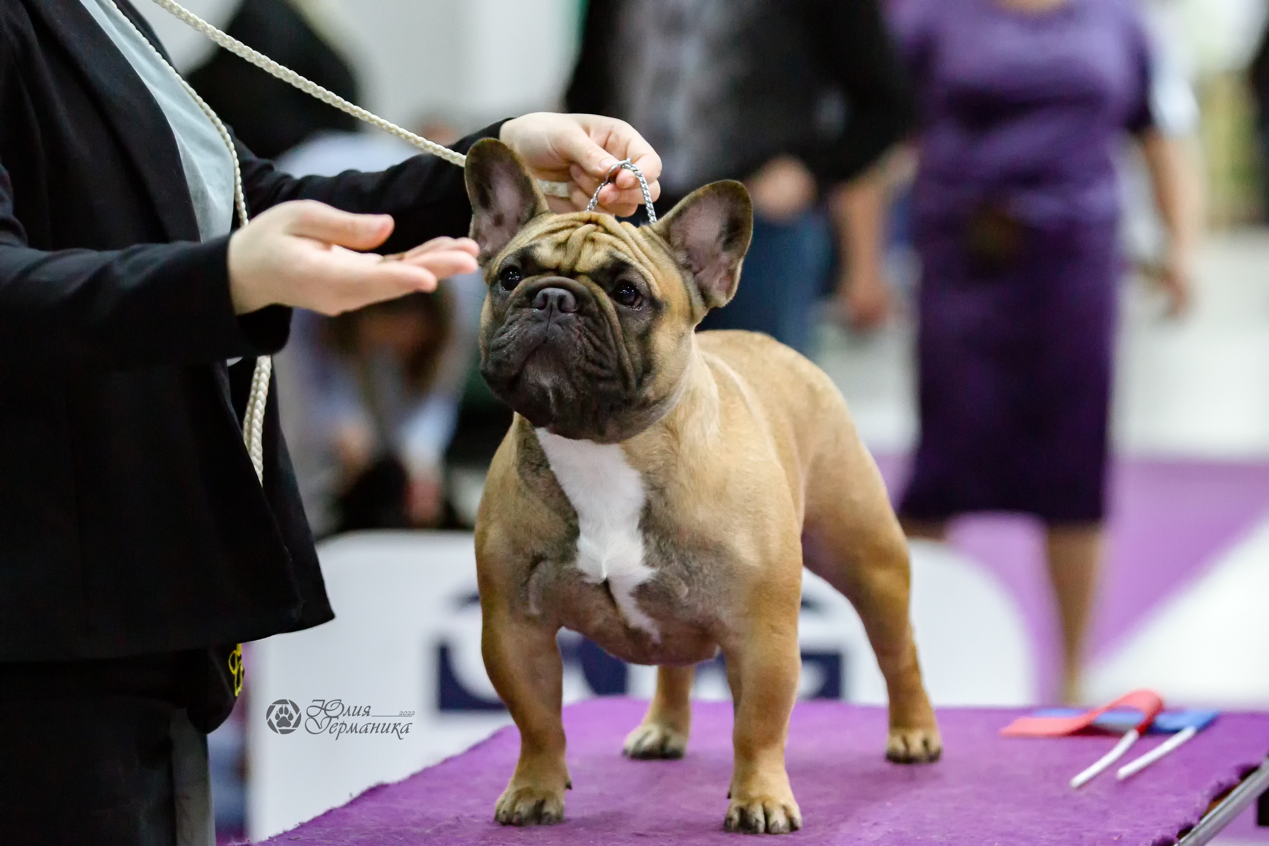 Чайна-Таун 24 и 27 марта 2022. Фотограф-анималист Юлия Германика