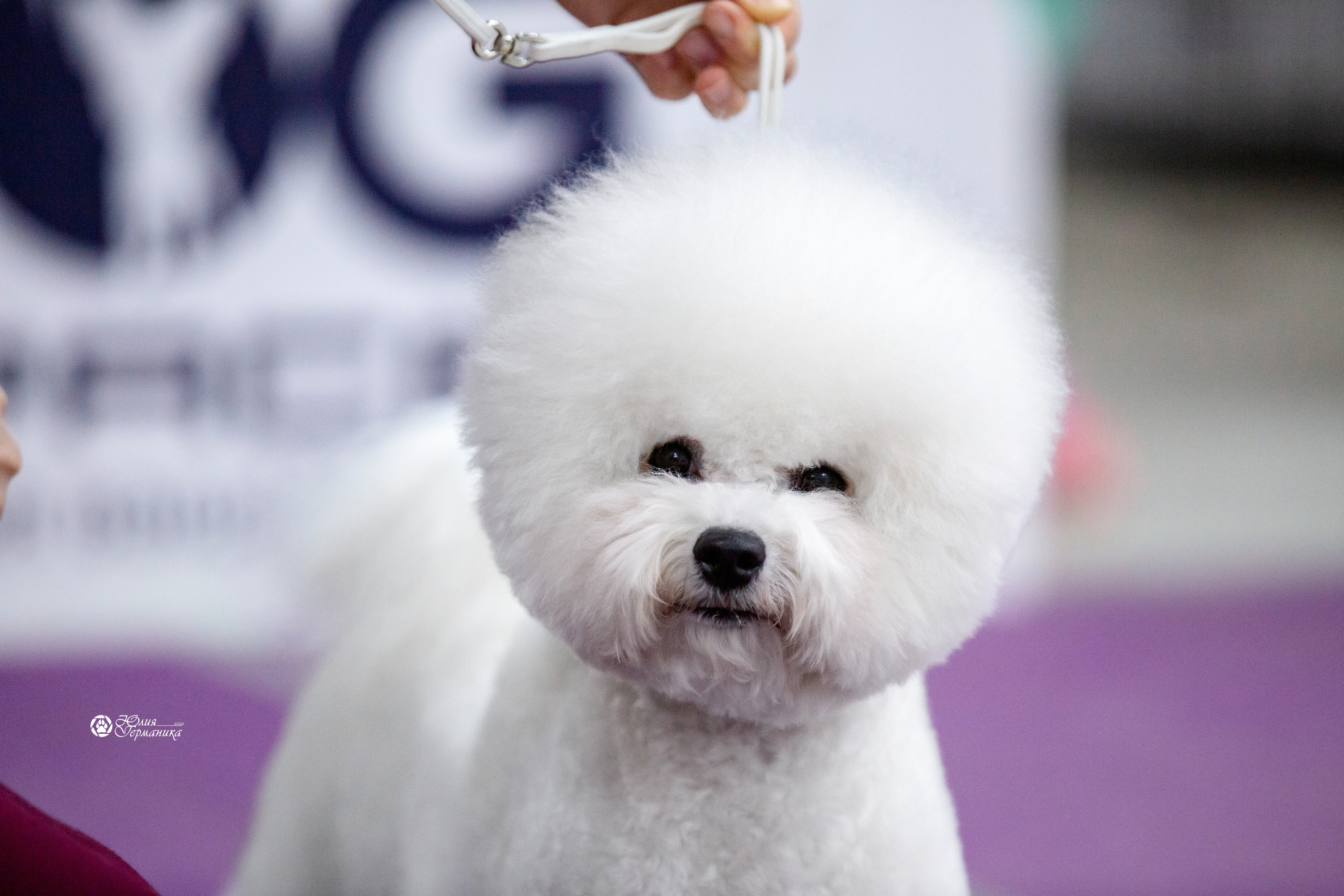 Чайна-Таун 12-13 февраля 2022. Фотограф-анималист Юлия Германика