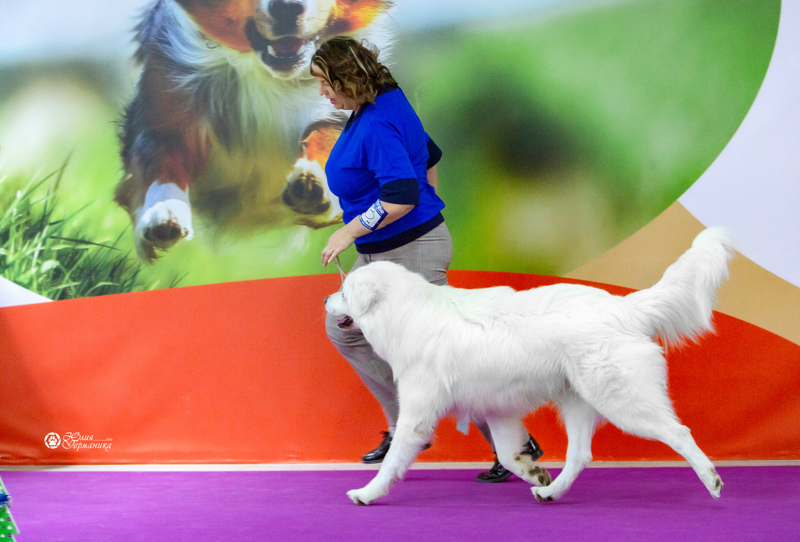 Чайна-Таун 18,26 и 29 декабря 2021. Фотограф-анималист Юлия Германика