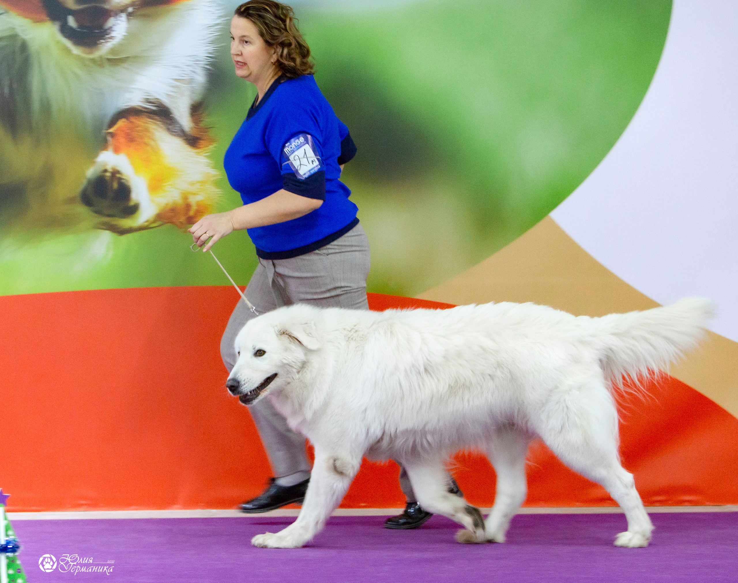 Чайна-Таун 18,26 и 29 декабря 2021. Фотограф-анималист Юлия Германика
