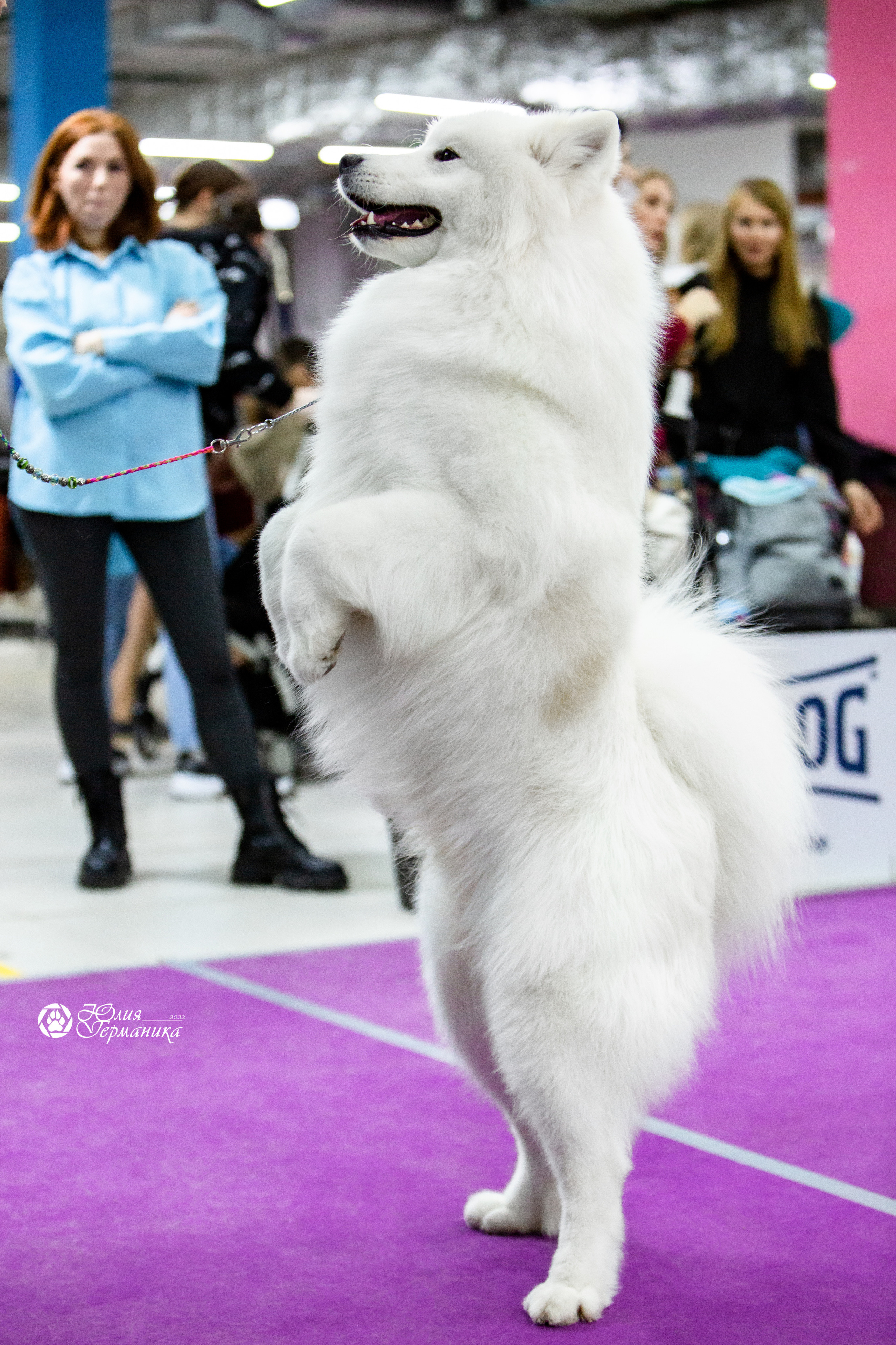 Чайна-Таун 18,26 и 29 декабря 2021. Фотограф-анималист Юлия Германика