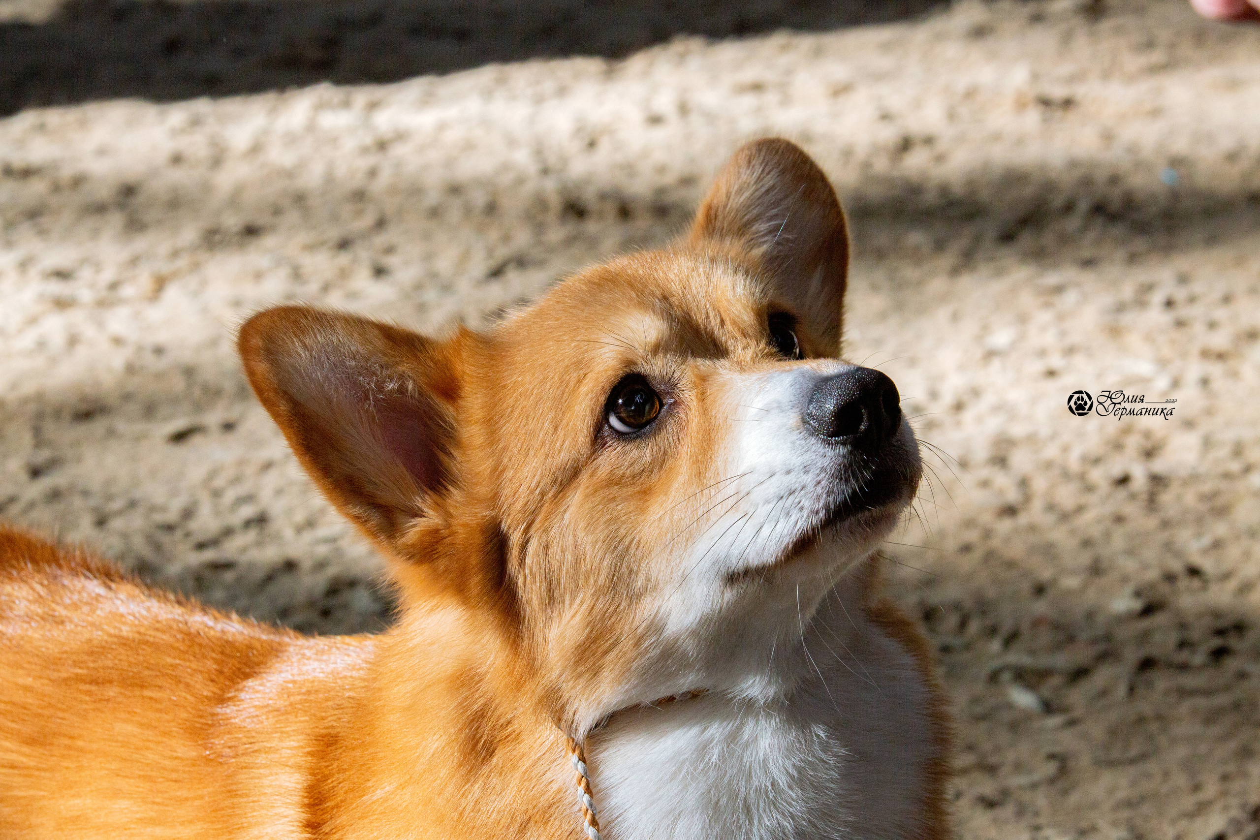 Минск 2хCACIB 5-6 марта 2022. Фотограф-анималист Юлия Германика