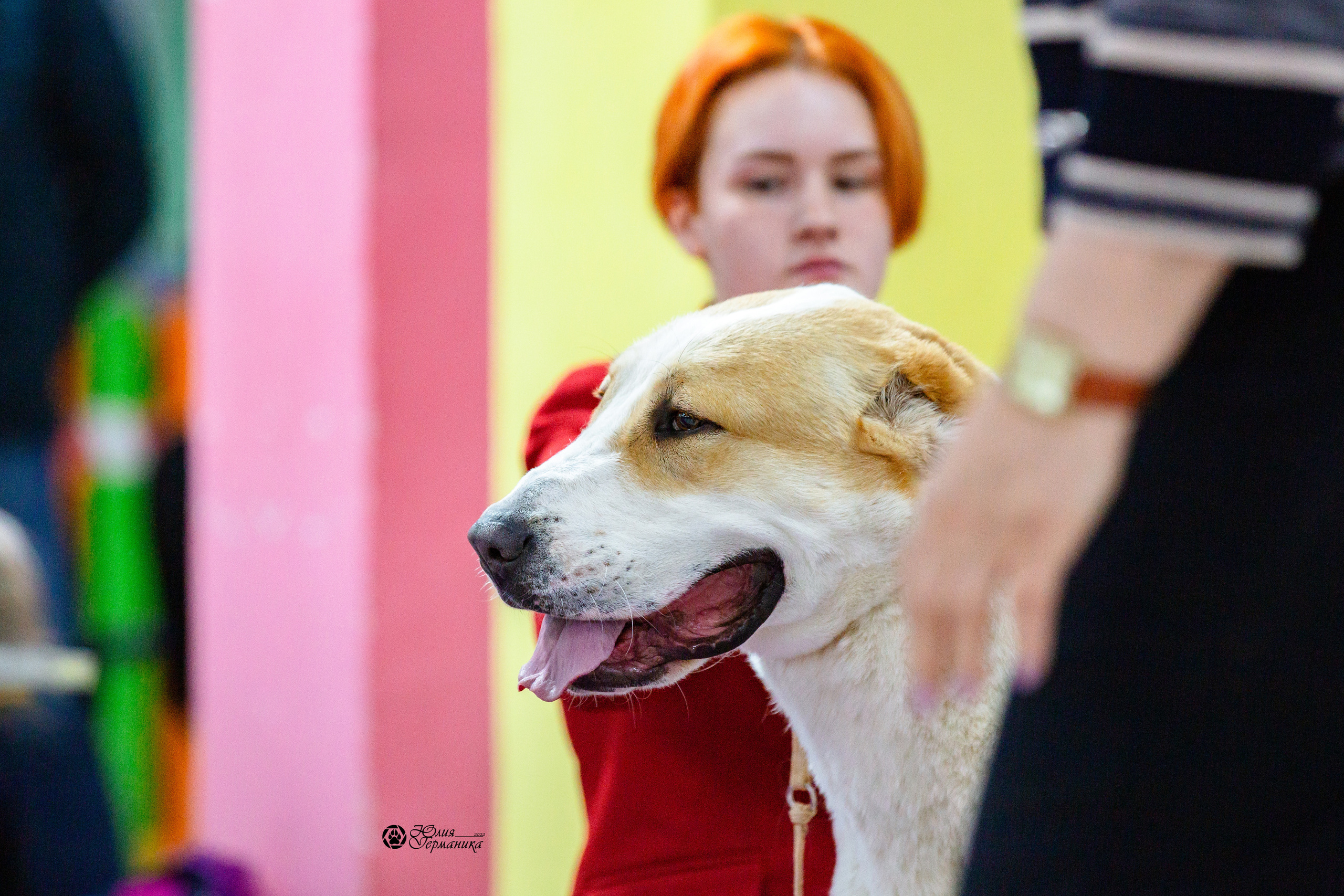 Чайна-Таун 13 и 20 марта 2022. Фотограф-анималист Юлия Германика