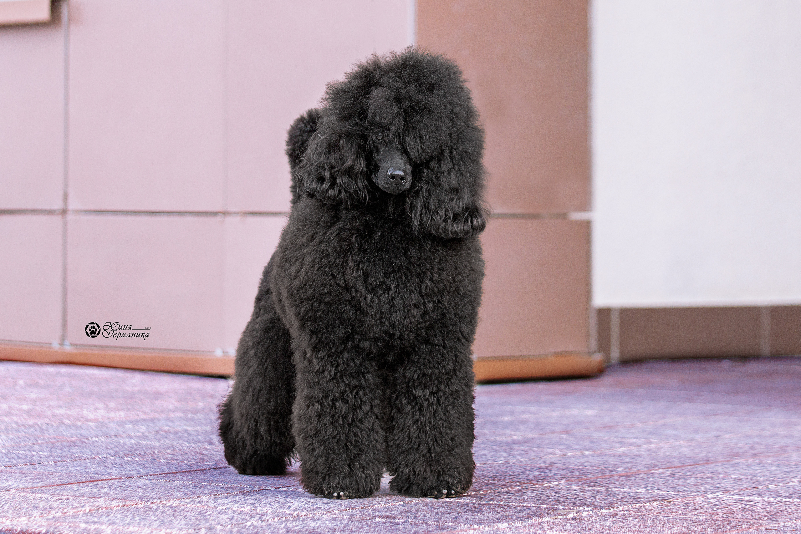 Минск 2хCACIB 5-6 марта 2022. Фотограф-анималист Юлия Германика