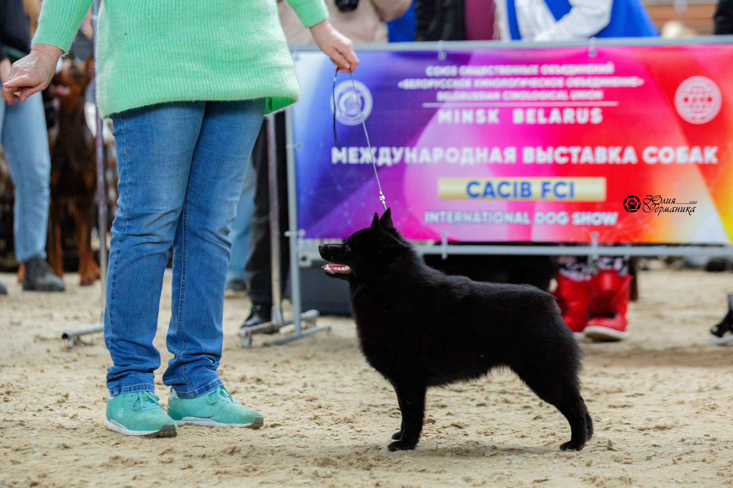 Минск 2хCACIB 5-6 марта 2022. Фотограф-анималист Юлия Германика