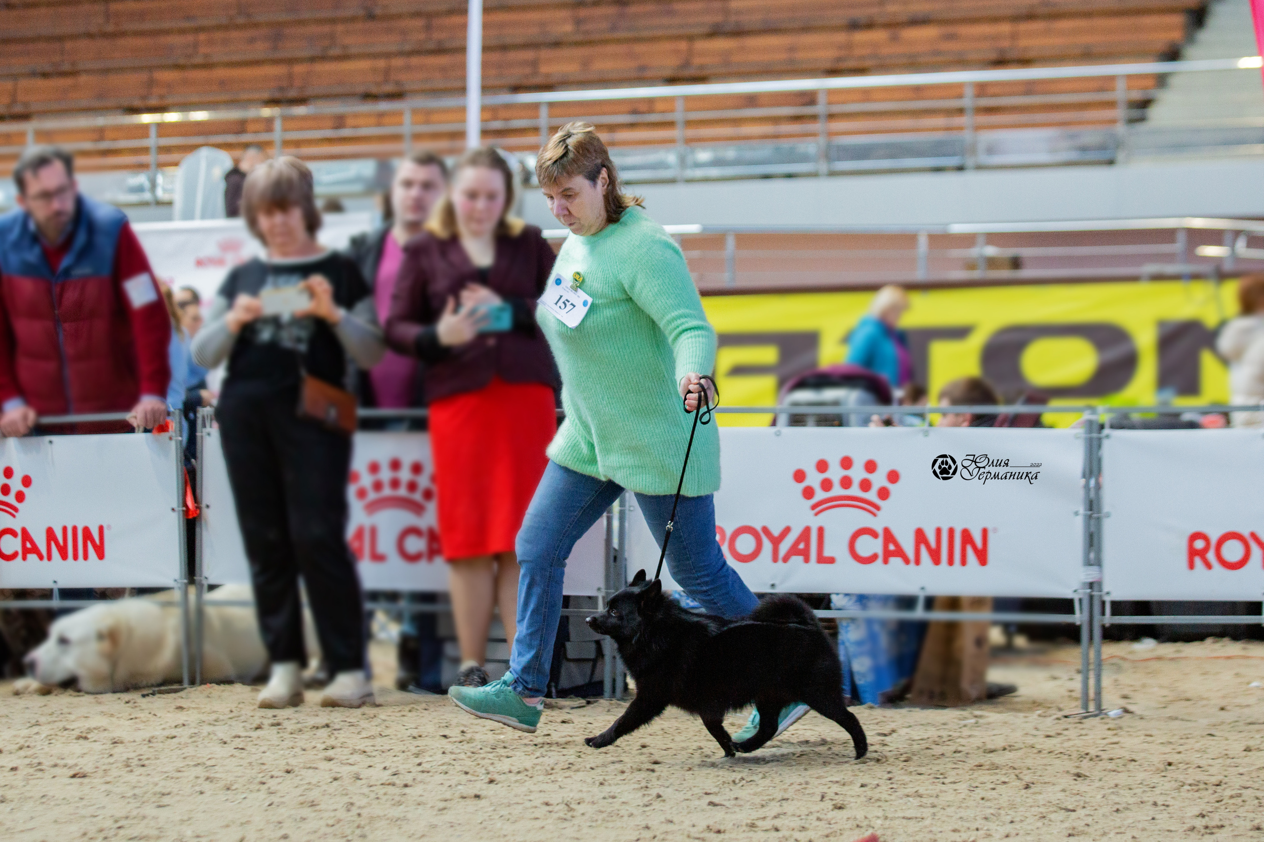 Минск 2хCACIB 5-6 марта 2022. Фотограф-анималист Юлия Германика