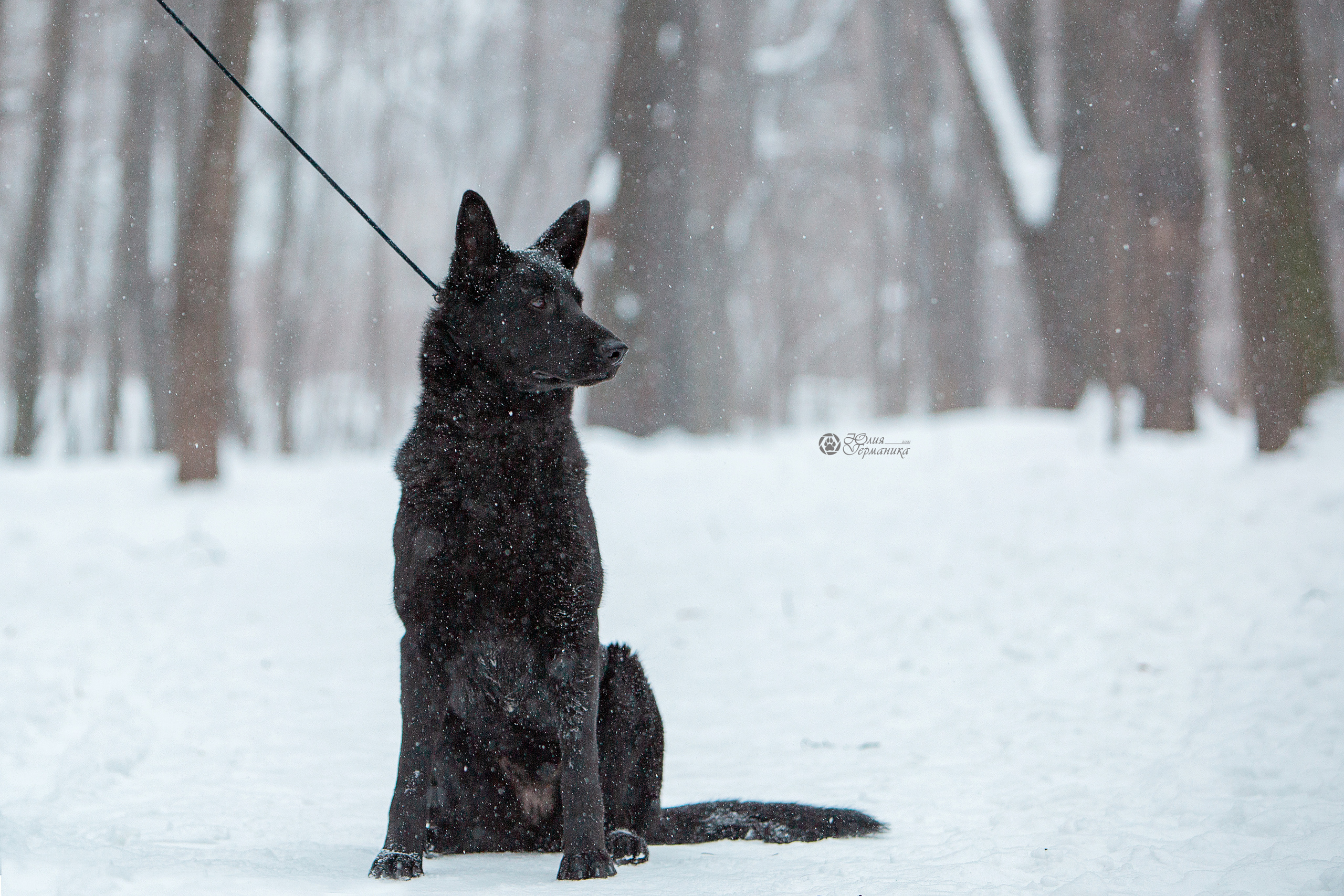 Свободная съемка. Фотограф-анималист Юлия Германика