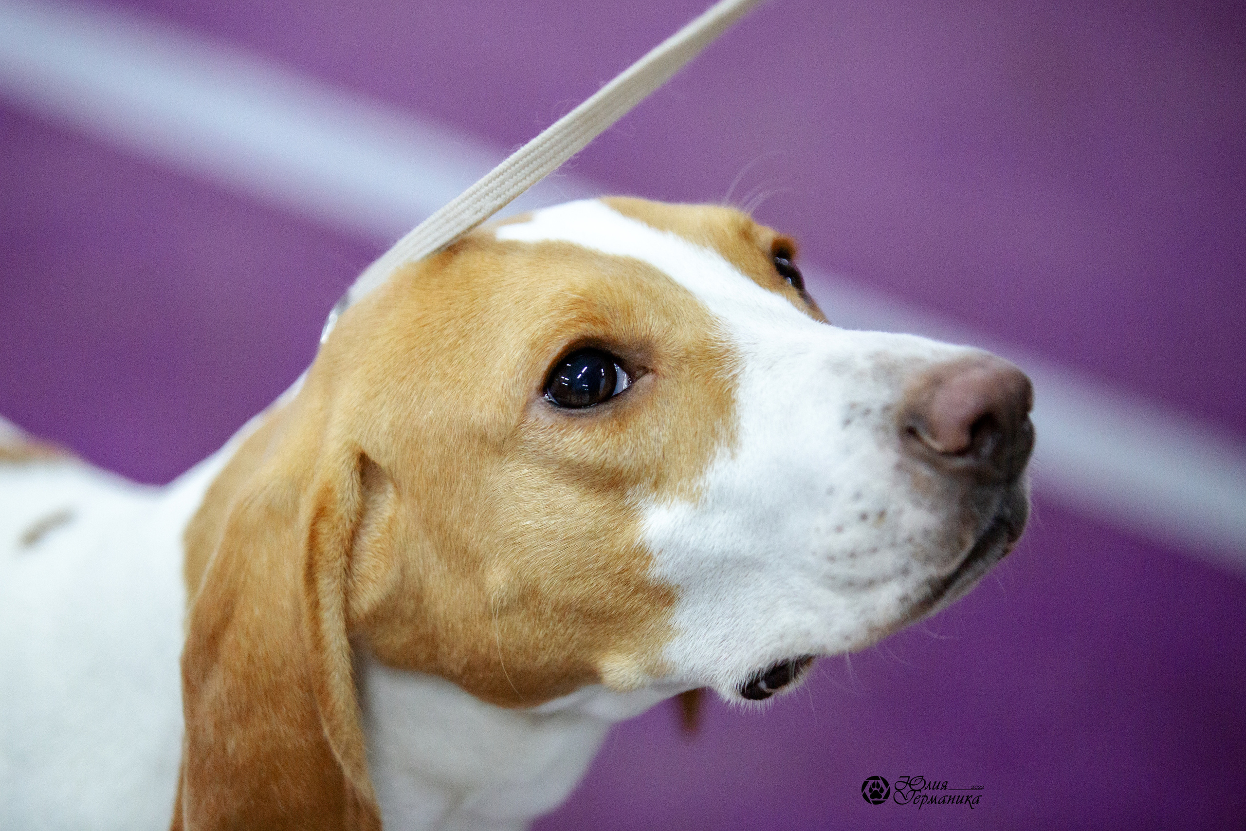 Чайна-Таун 23 февраля 2022. Фотограф-анималист Юлия Германика