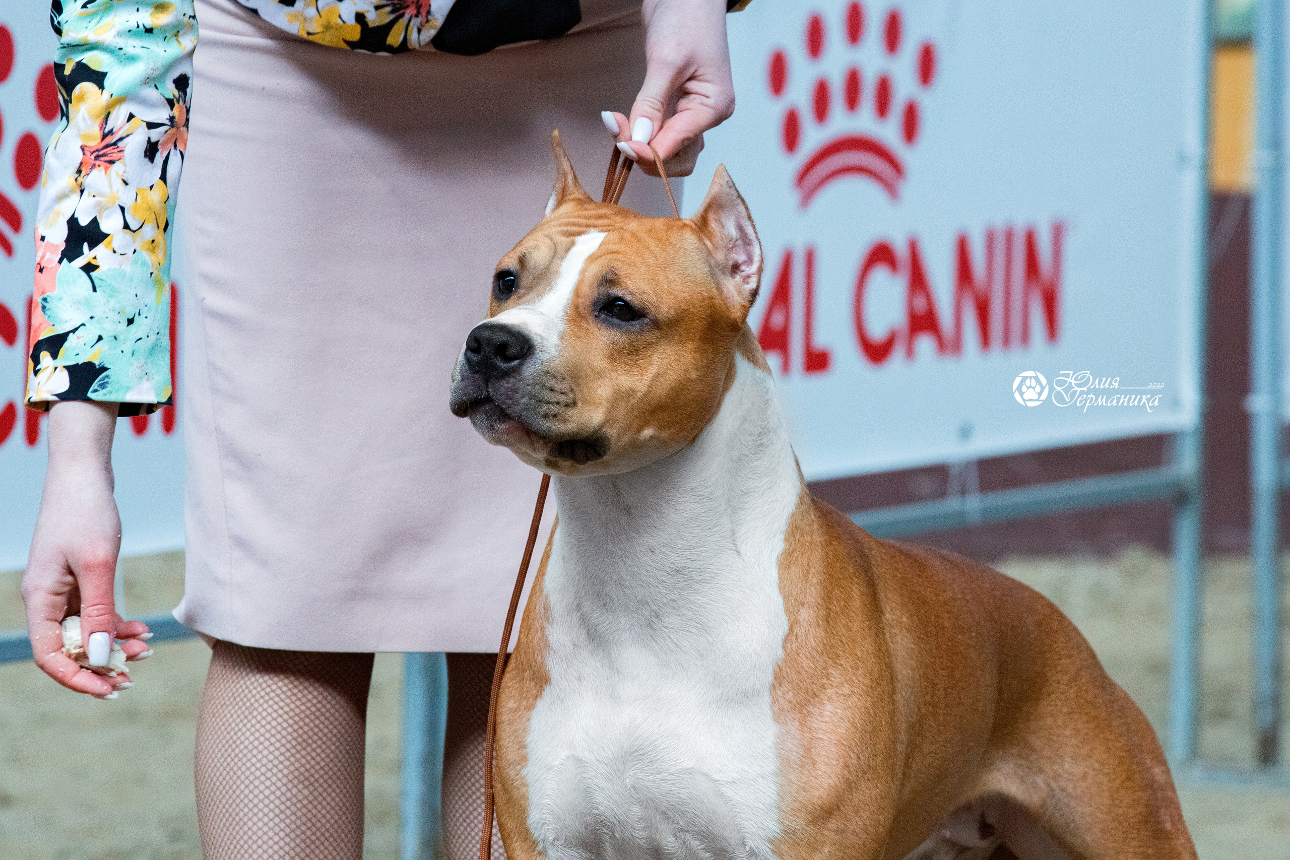 Минск 2хCACIB 5-6 марта 2022. Фотограф-анималист Юлия Германика