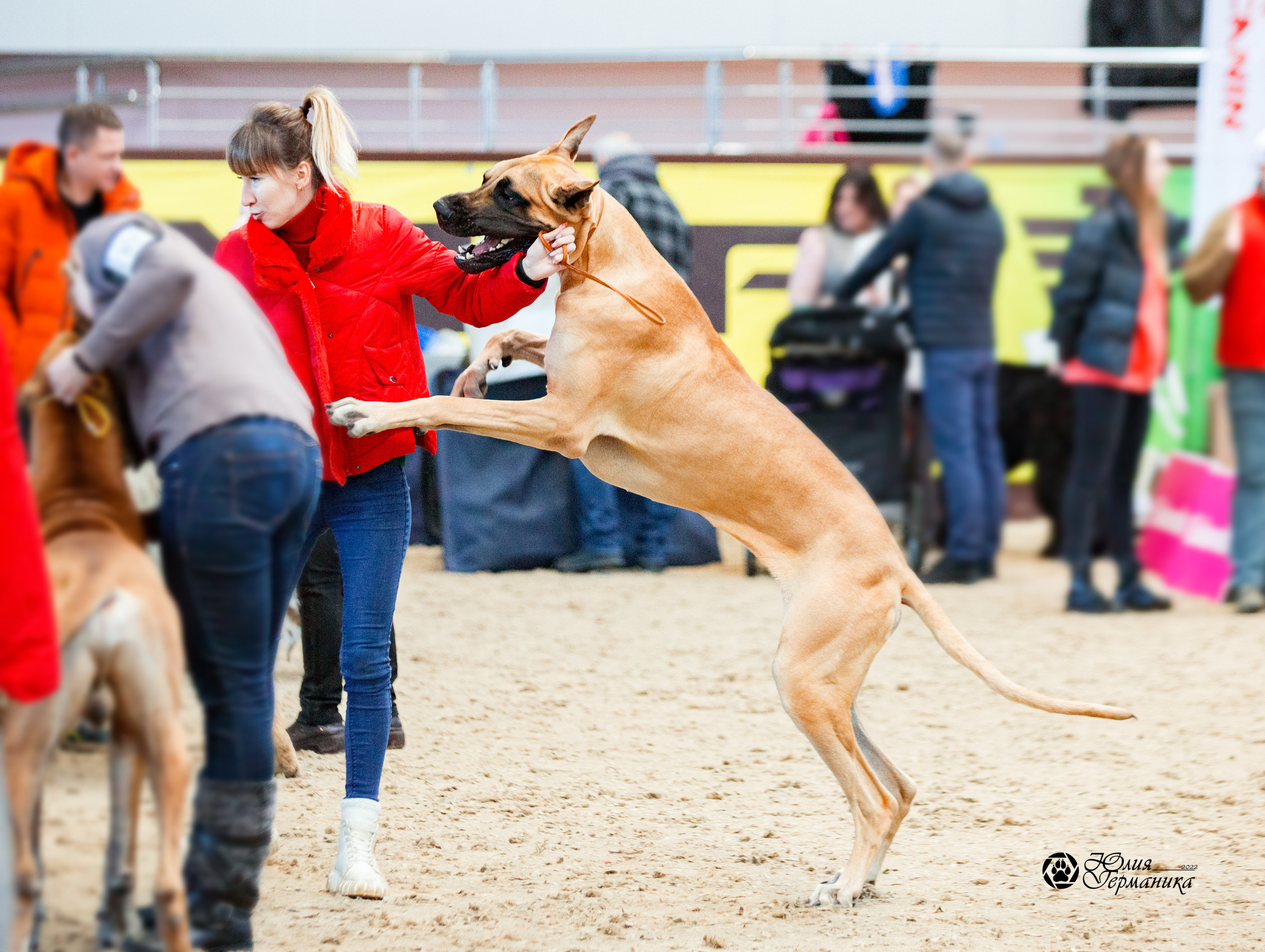 Минск 2хCACIB 5-6 марта 2022. Фотограф-анималист Юлия Германика