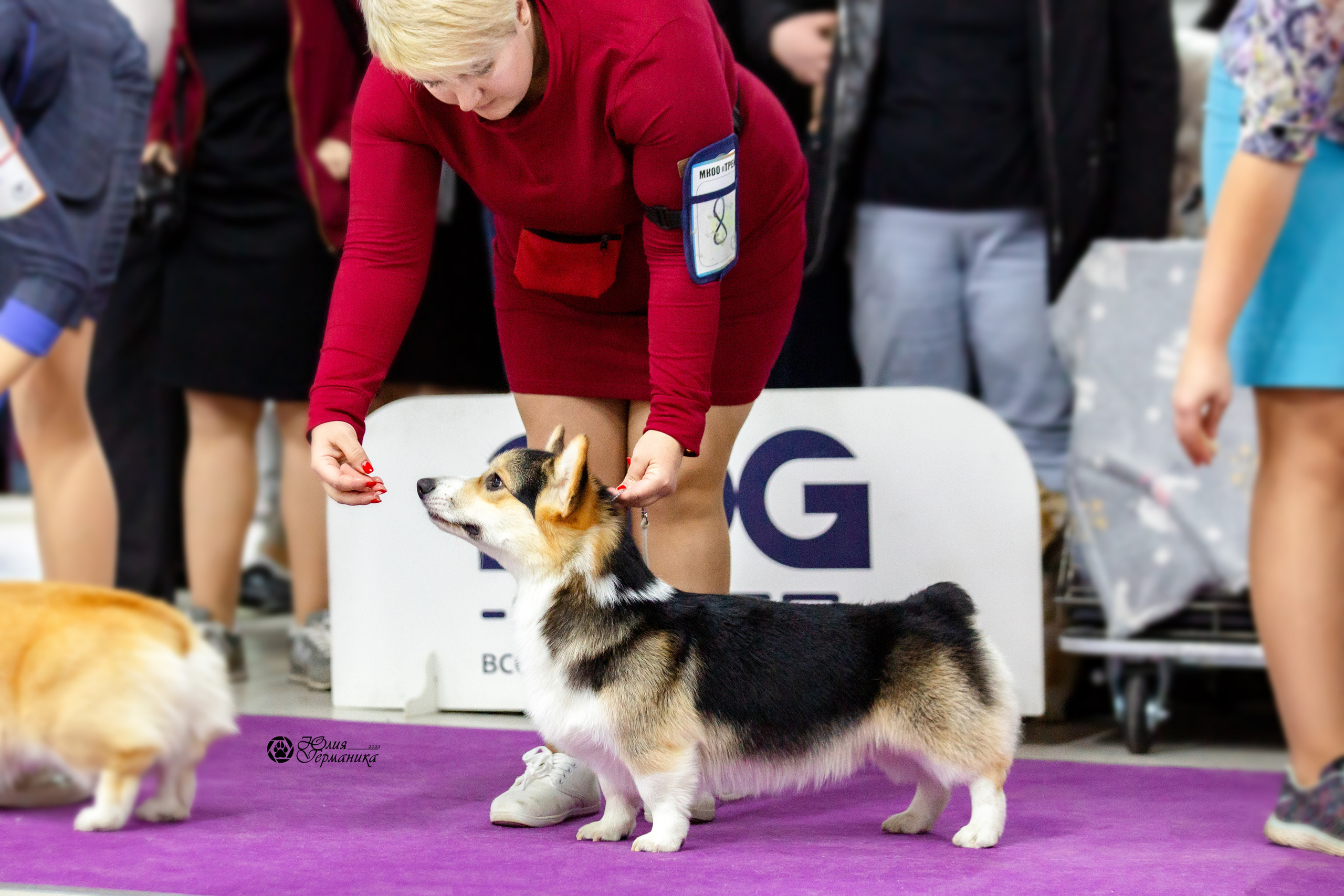 Чайна-Таун 27 февраля 2022. Фотограф-анималист Юлия Германика