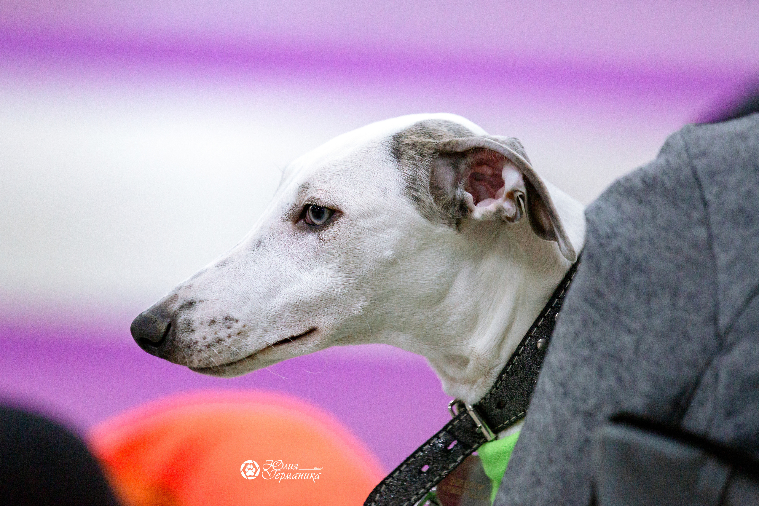 Чайна-Таун 13 и 20 марта 2022. Фотограф-анималист Юлия Германика