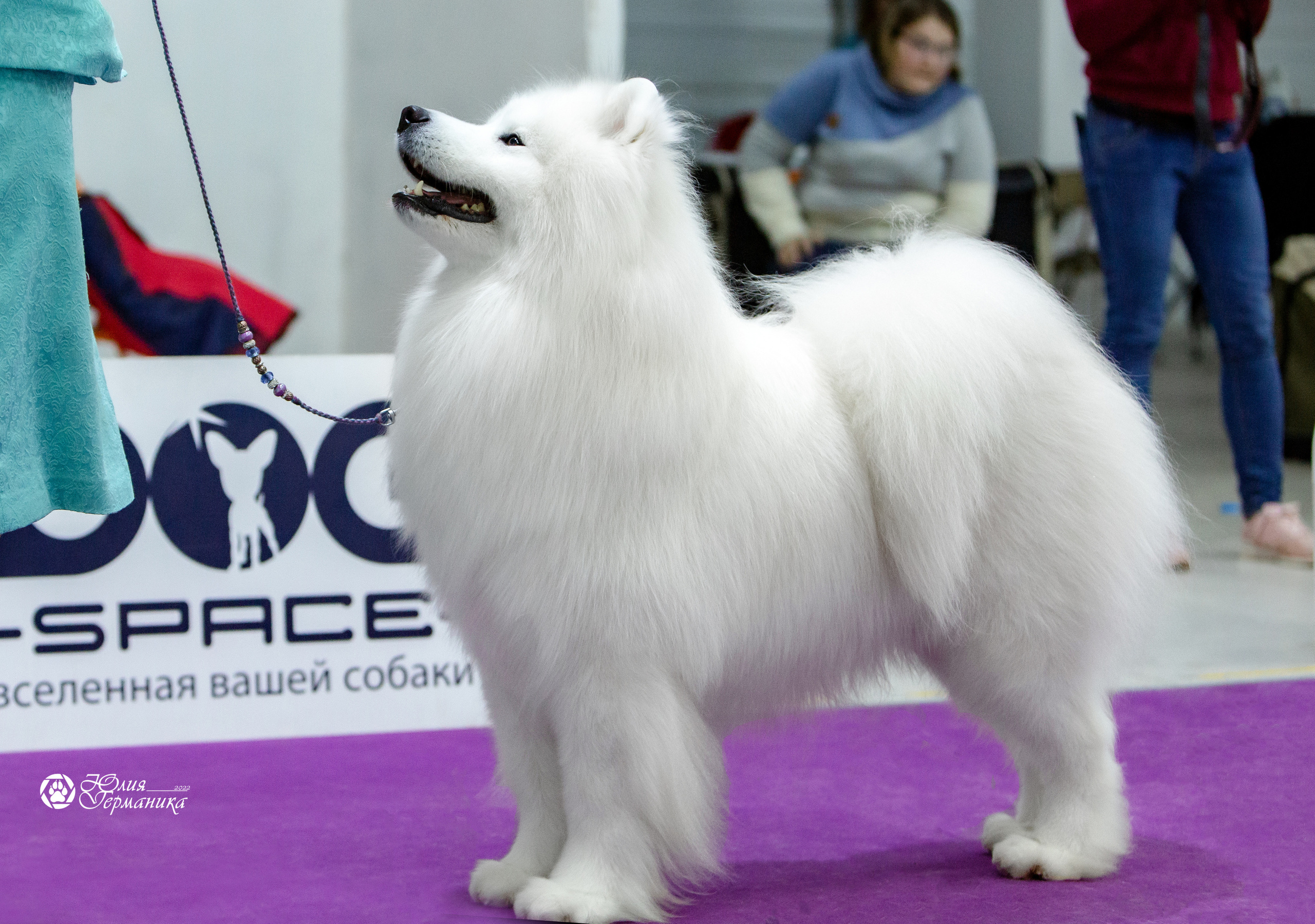 Чайна-Таун 18,26 и 29 декабря 2021. Фотограф-анималист Юлия Германика