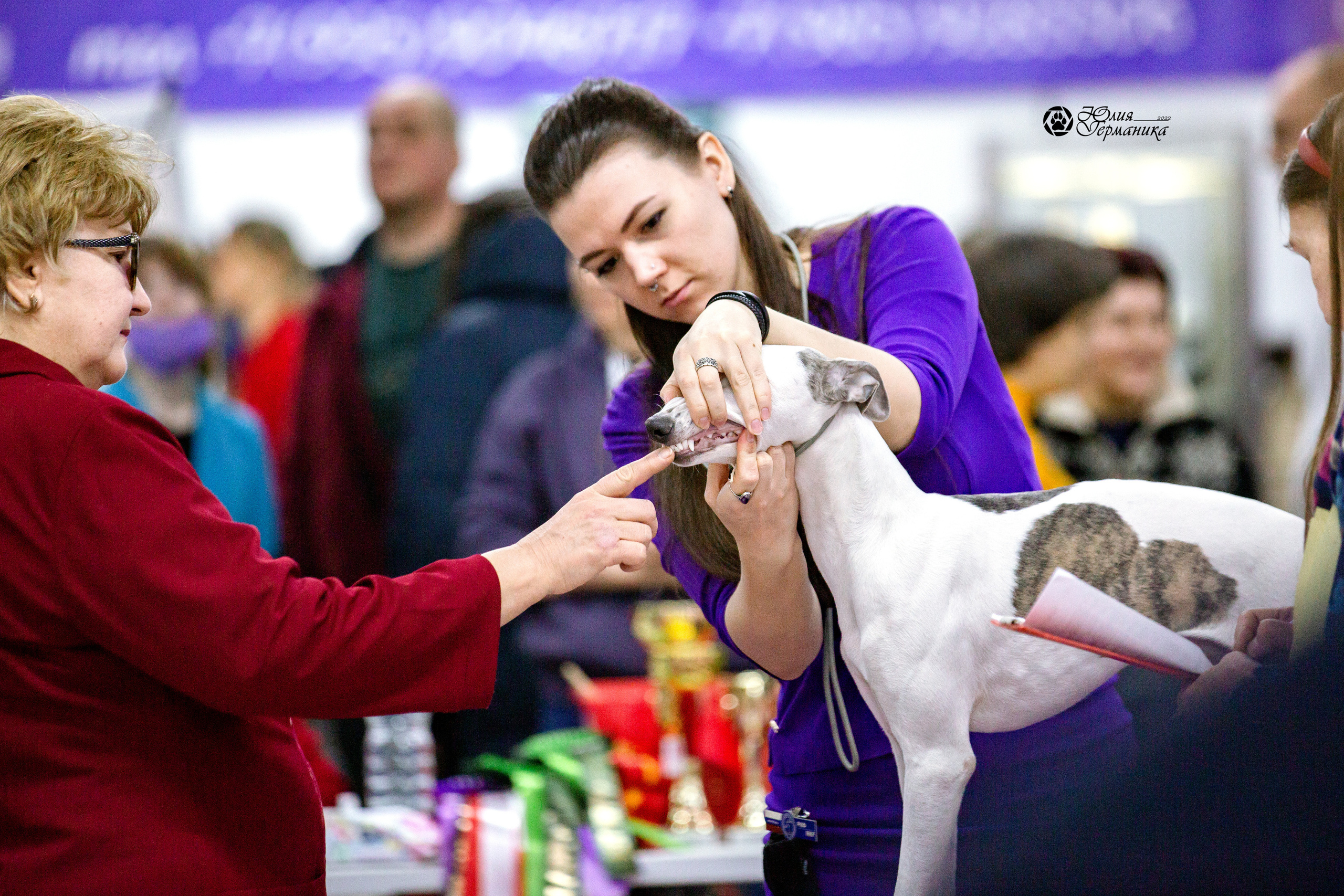 Чайна-Таун 13 и 20 марта 2022. Фотограф-анималист Юлия Германика