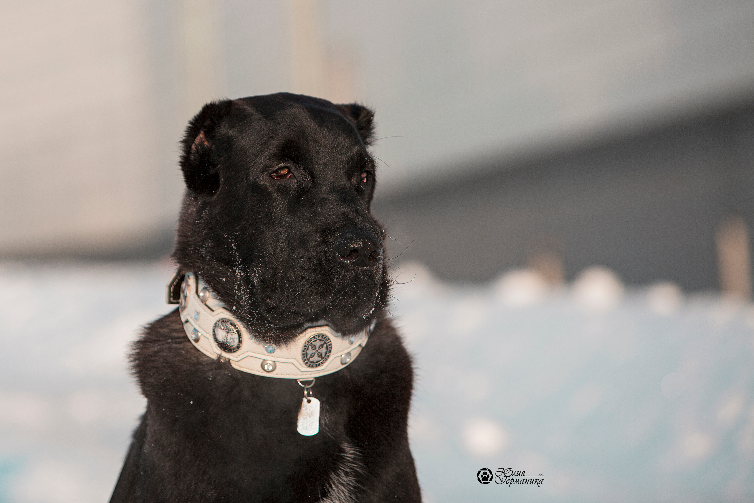 Свободная съемка. Фотограф-анималист Юлия Германика