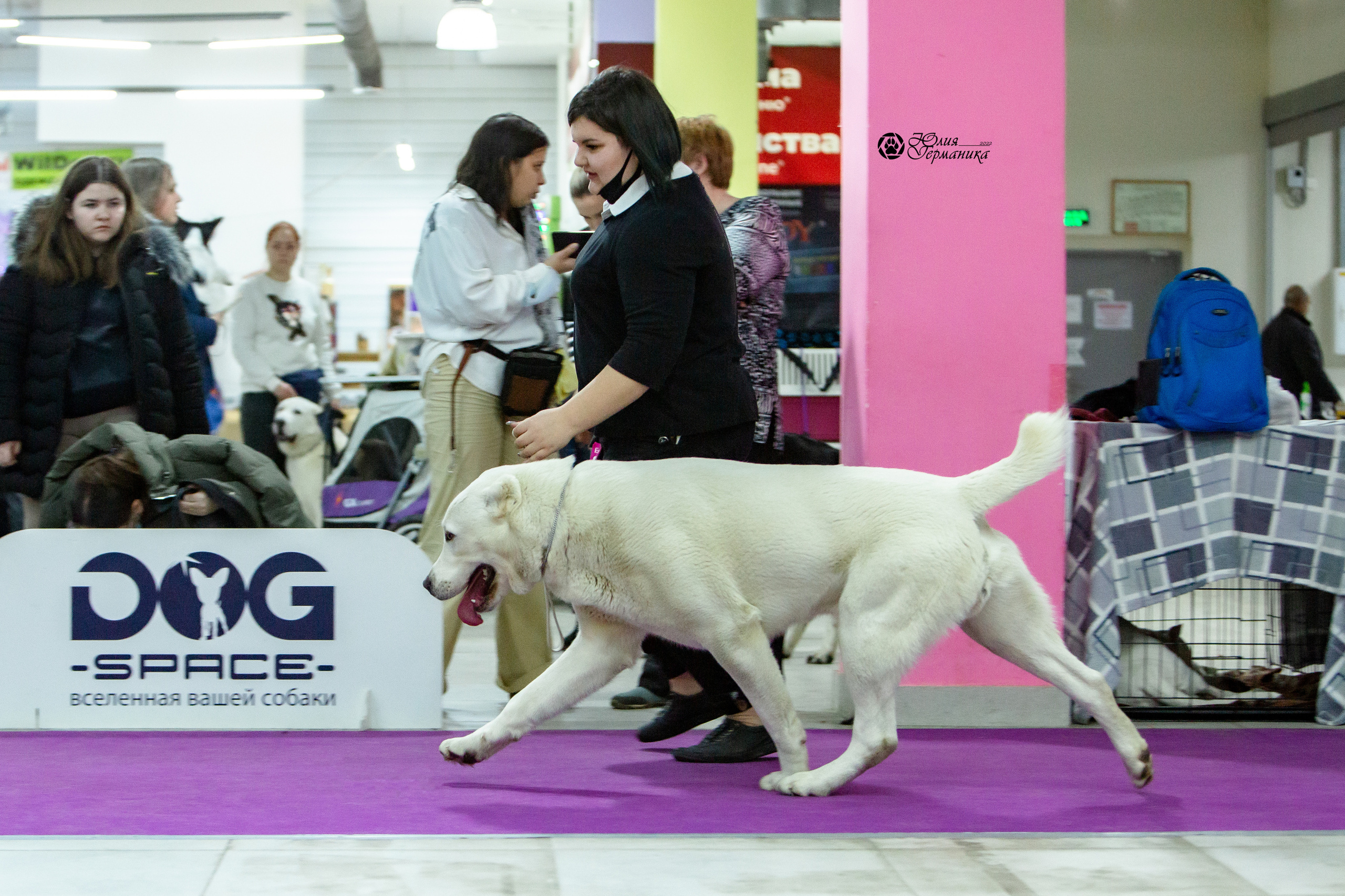 Чайна-Таун 8 января 2022. Фотограф-анималист Юлия Германика