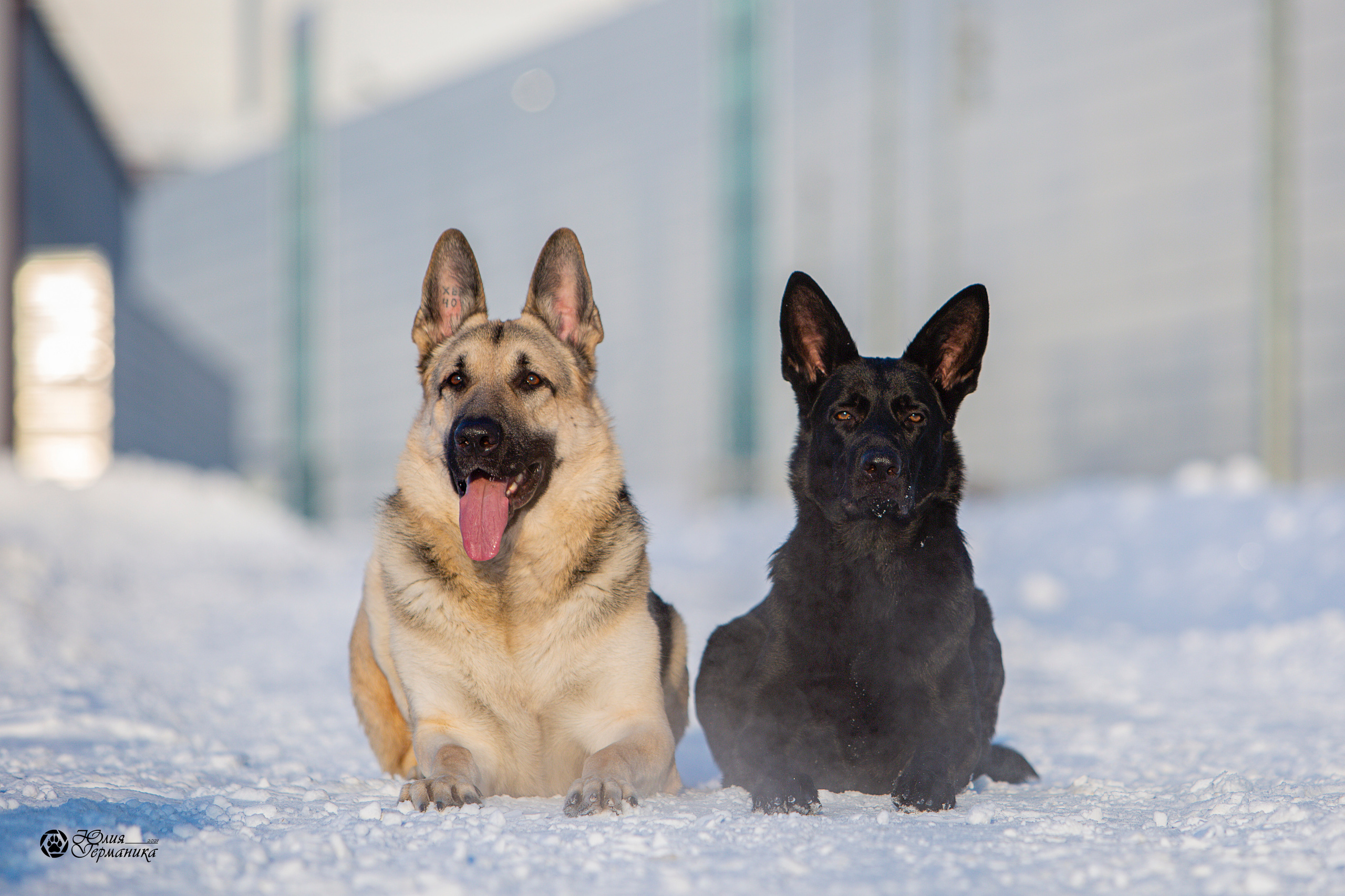 Свободная съемка. Фотограф-анималист Юлия Германика