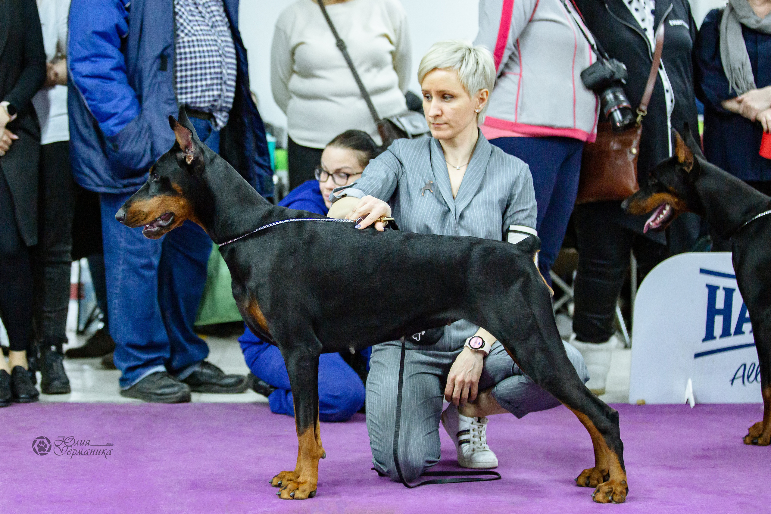 Чайна-Таун ПК Доберманов  3 апреля 2022. Фотограф-анималист Юлия Германика
