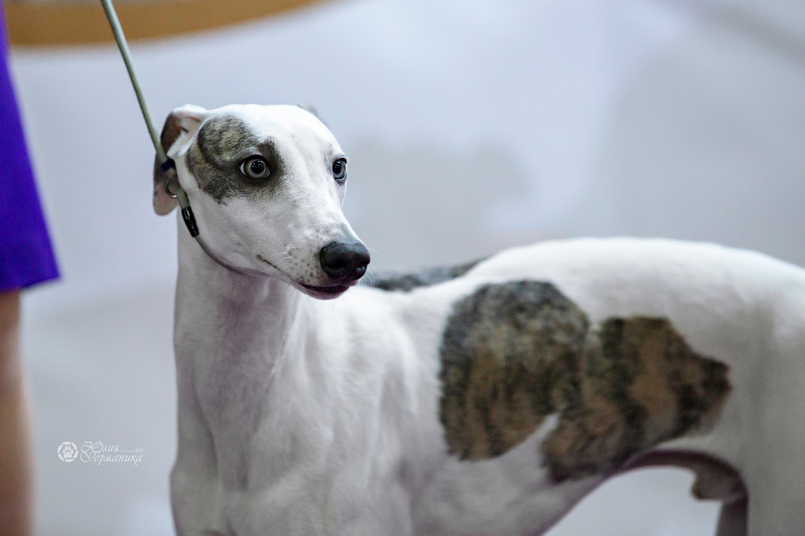 Чайна-Таун 24 и 27 марта 2022. Фотограф-анималист Юлия Германика