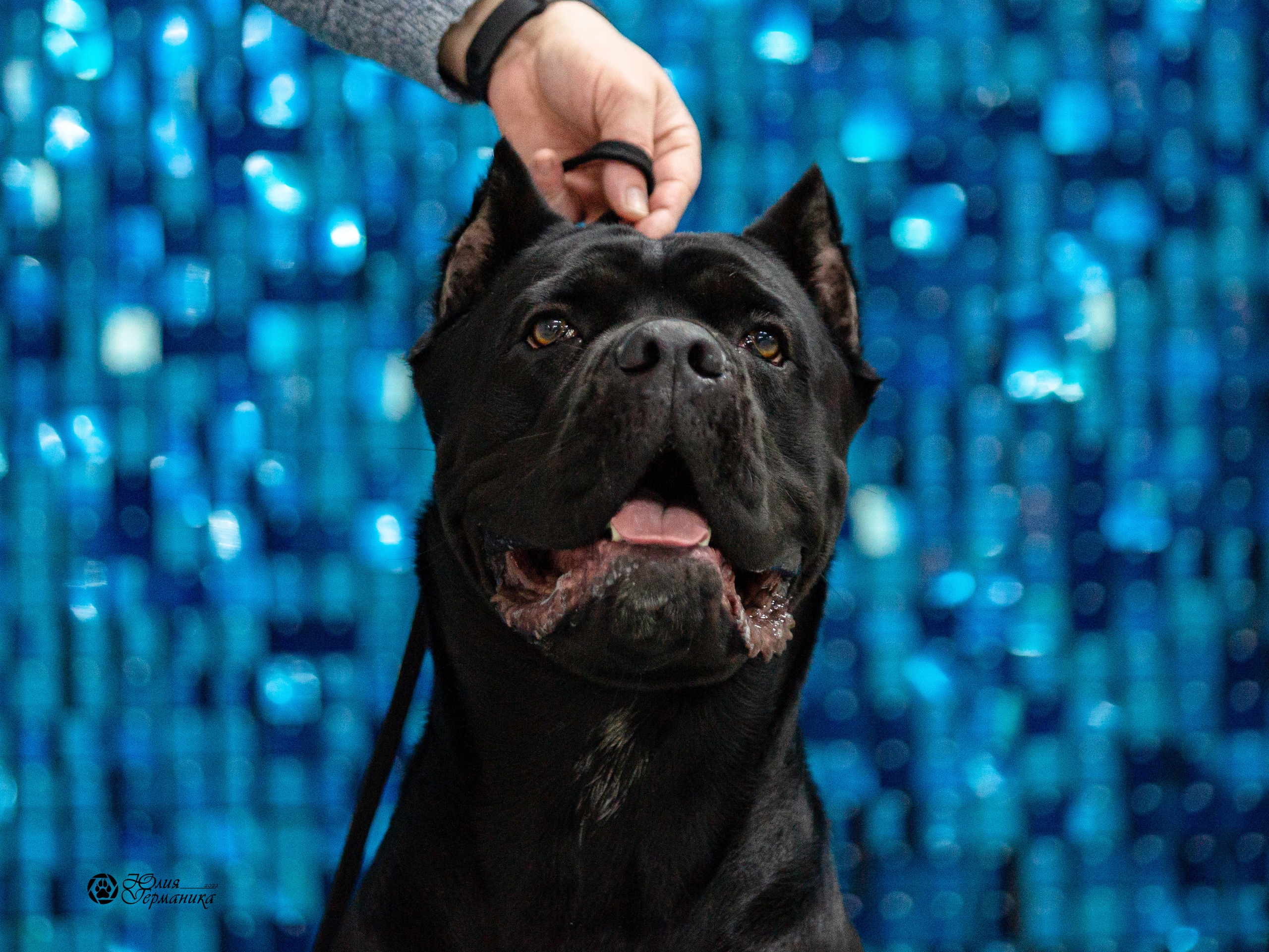 Чайна-Таун 29-30 января 2022. Фотограф-анималист Юлия Германика