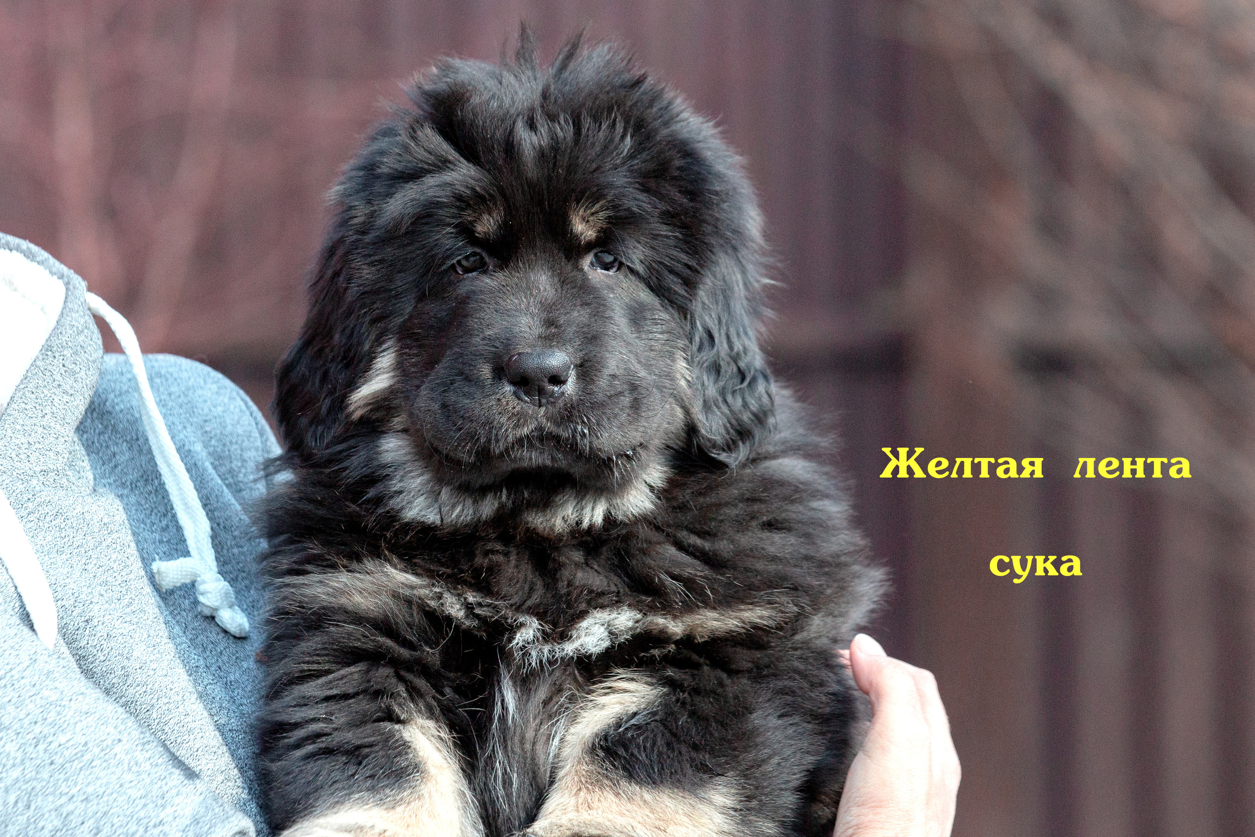 Съёмки щенков и котят. Фотограф-анималист Юлия Германика