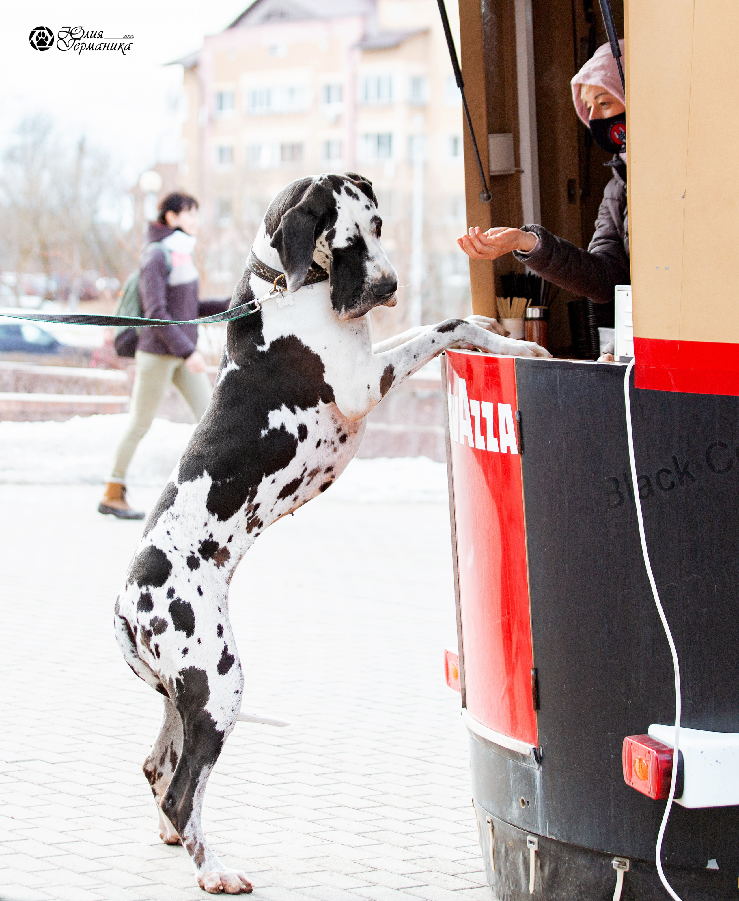 Минск 2хCACIB 5-6 марта 2022. Фотограф-анималист Юлия Германика