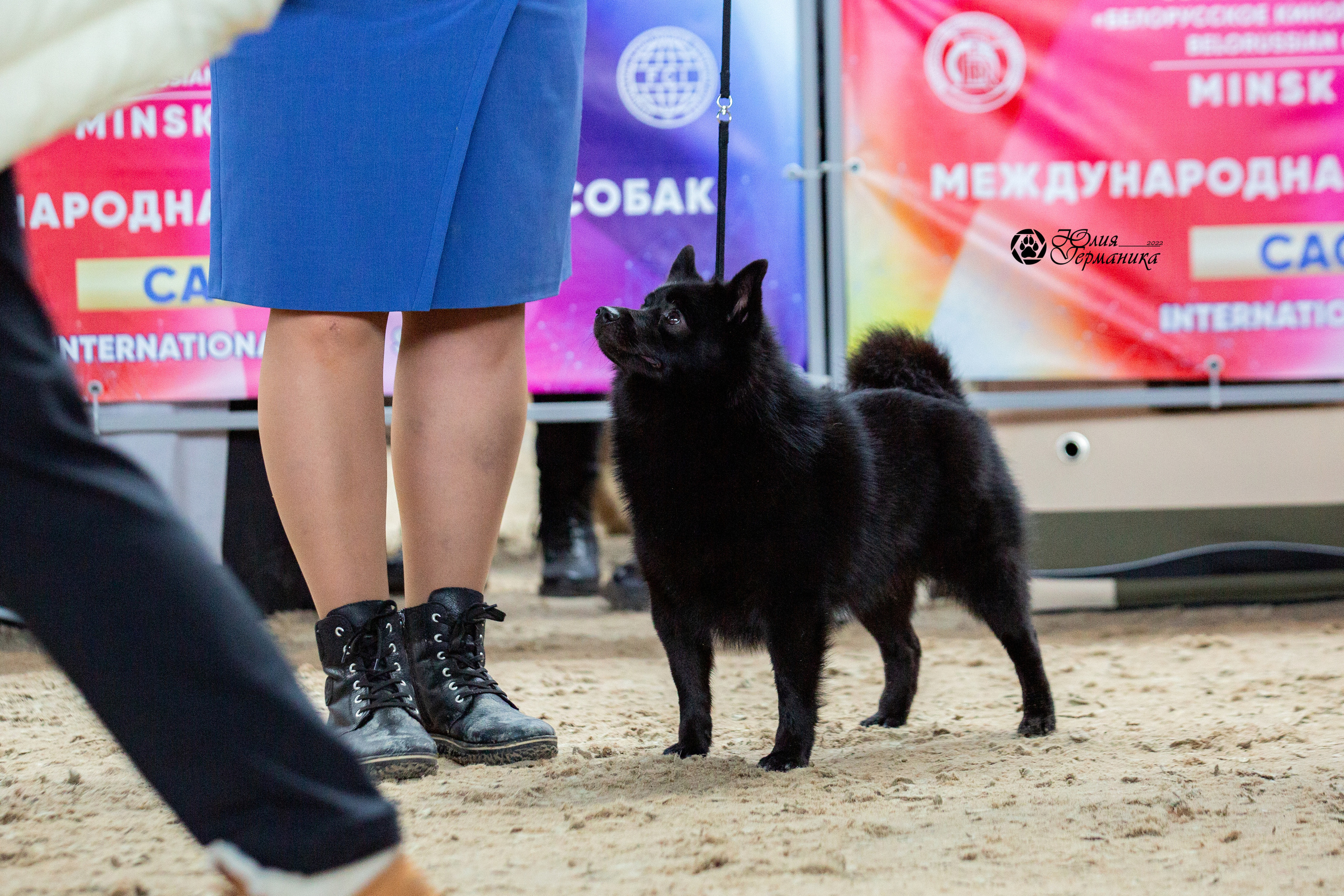 Минск 2хCACIB 5-6 марта 2022. Фотограф-анималист Юлия Германика