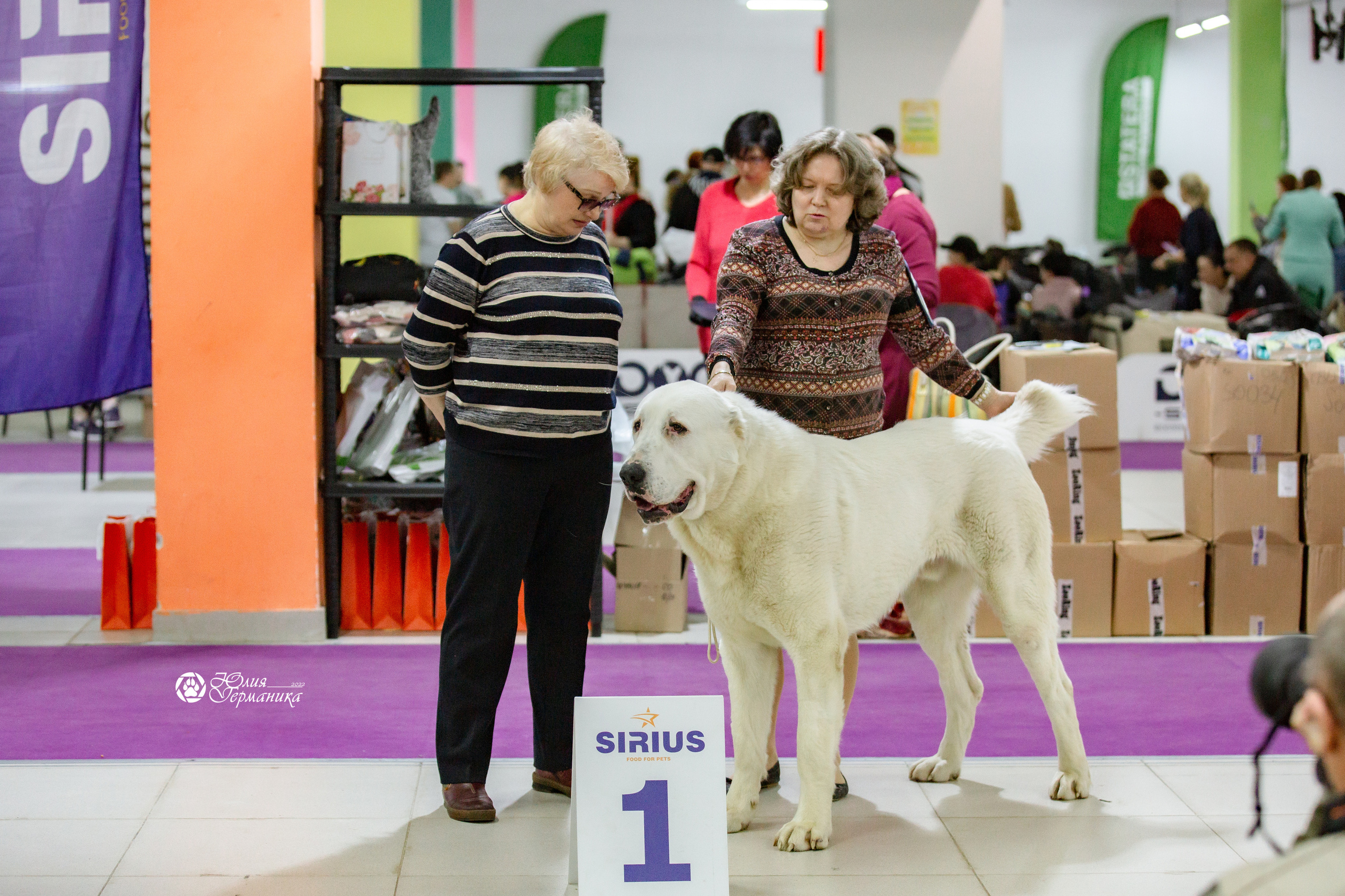 Чайна-Таун 13 и 20 марта 2022. Фотограф-анималист Юлия Германика